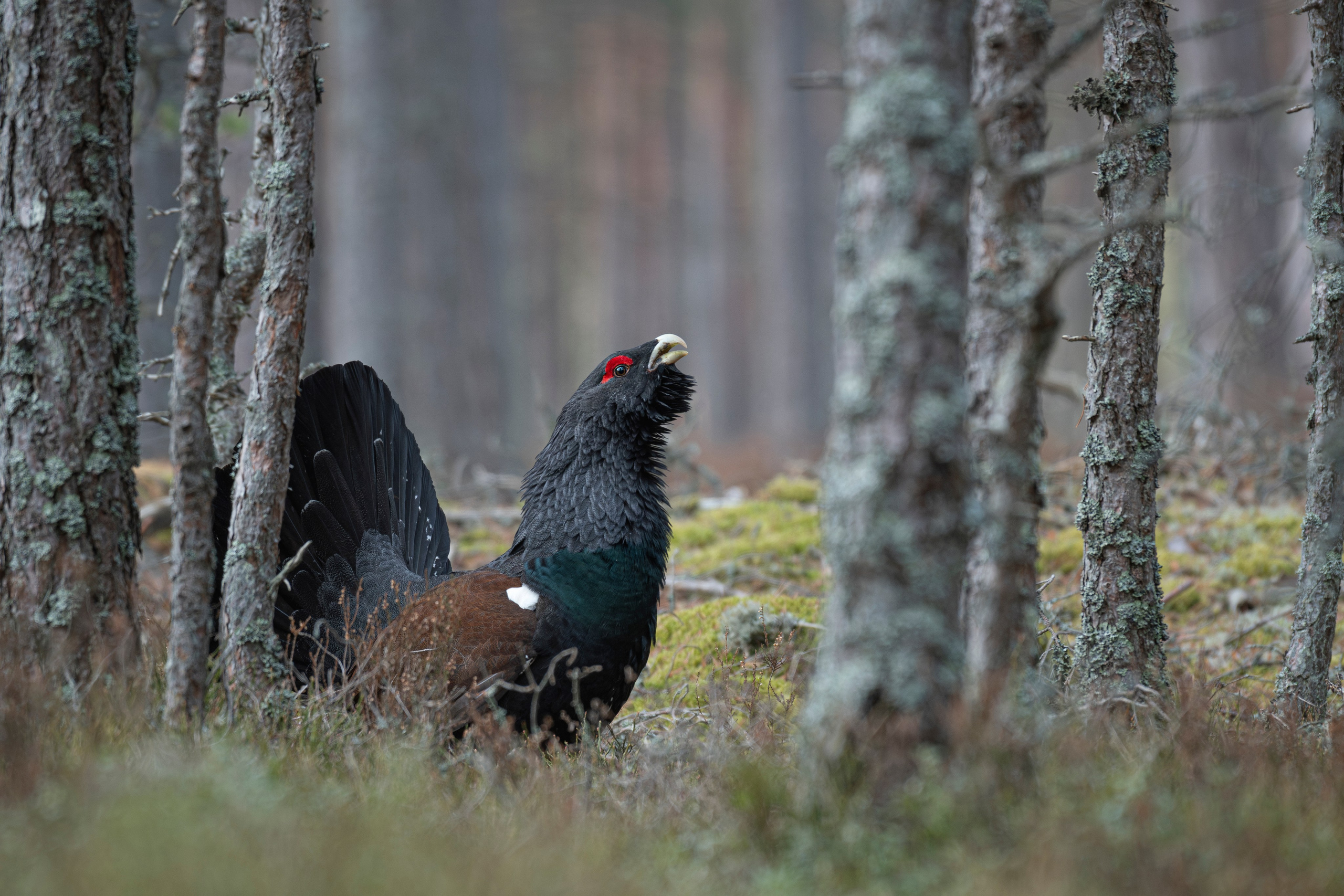 My Capercaillie gallery (Tetrao urogallus)