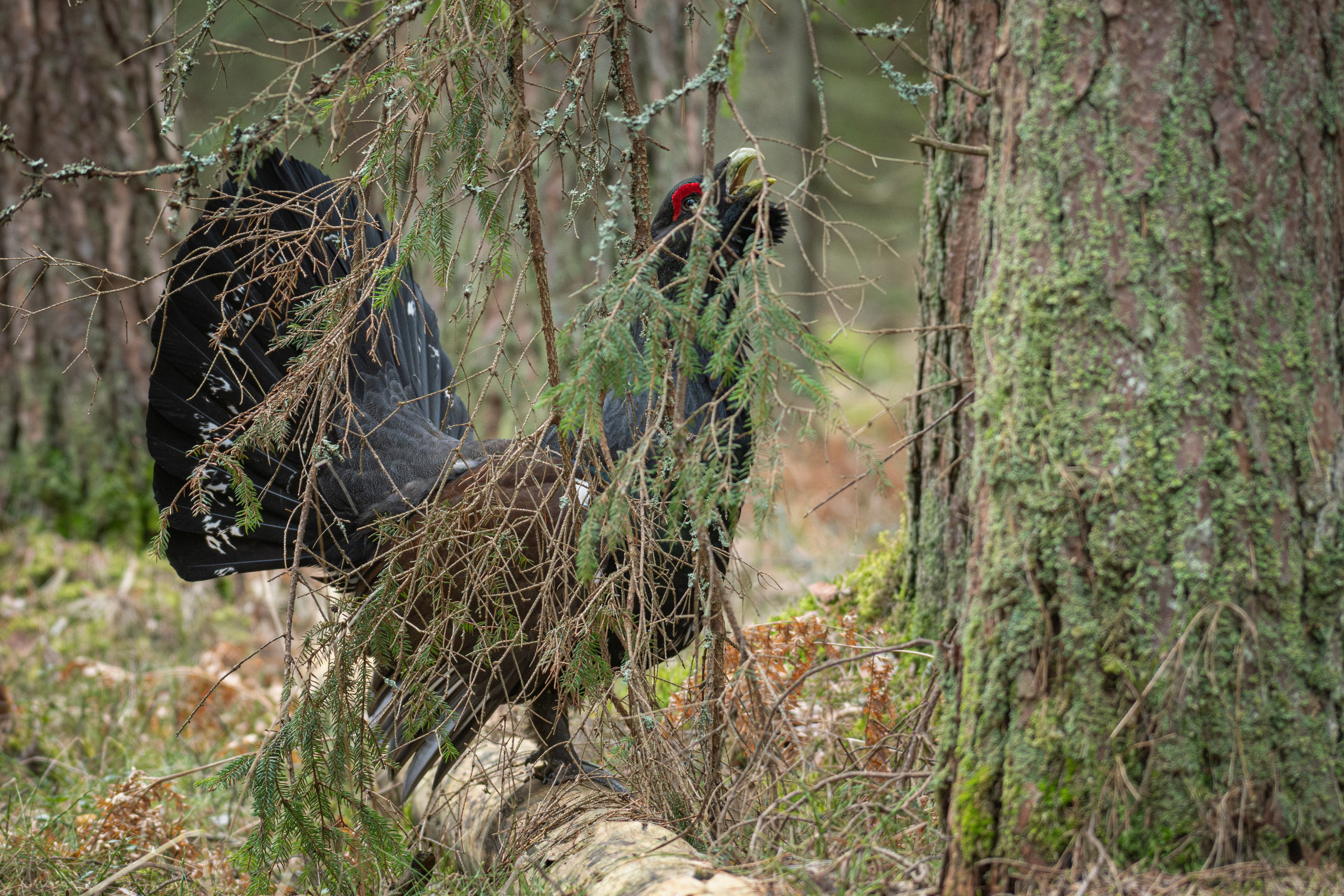 My Capercaillie gallery (Tetrao urogallus)