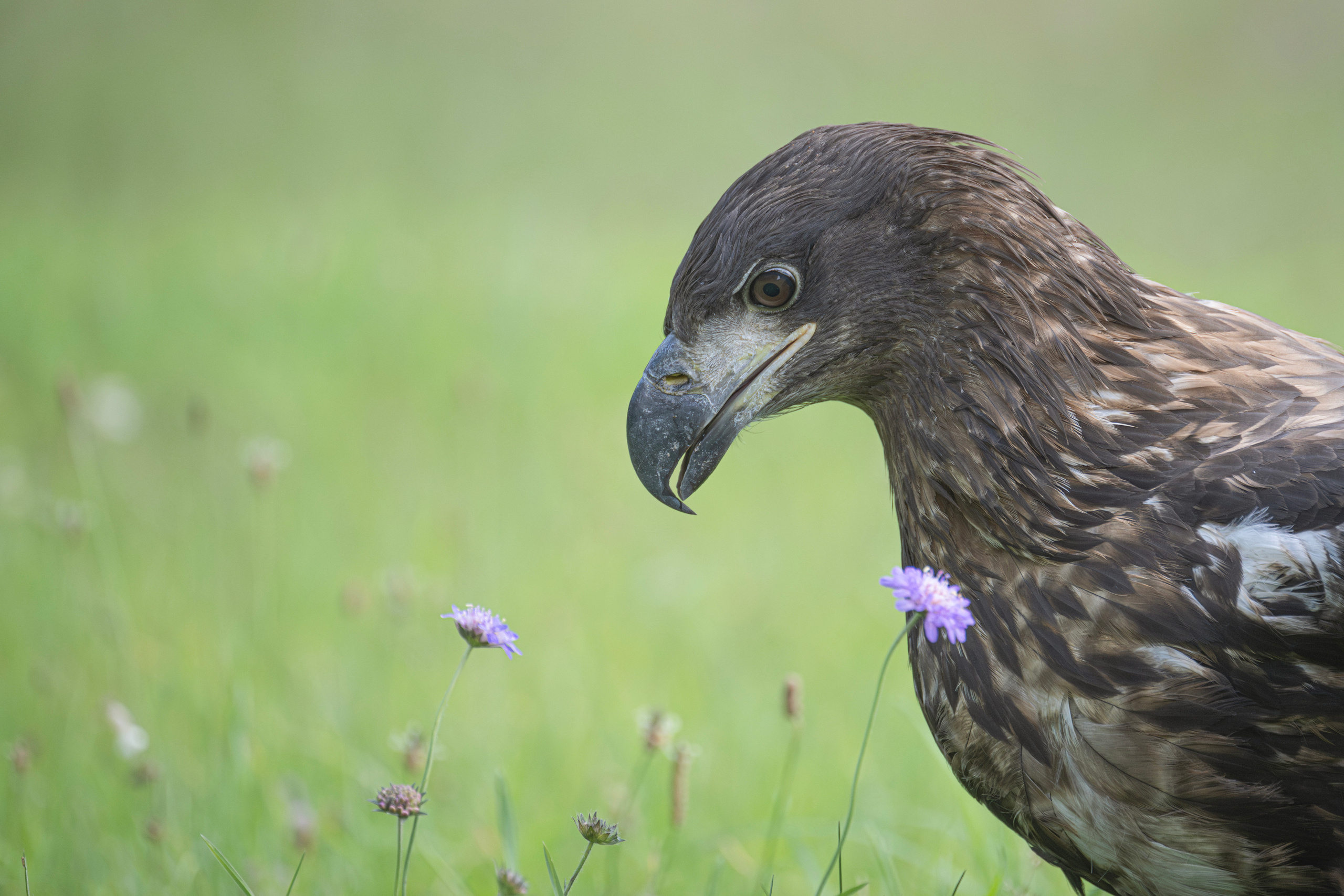 White-tailed eagle, Jūras ērglis, орлан-белохвост, Haliaeetus albicilla, bildēts Latvijā, fotografēts Latvijā, Aleksejs ŠarIpins, Aleksey Sharypin.