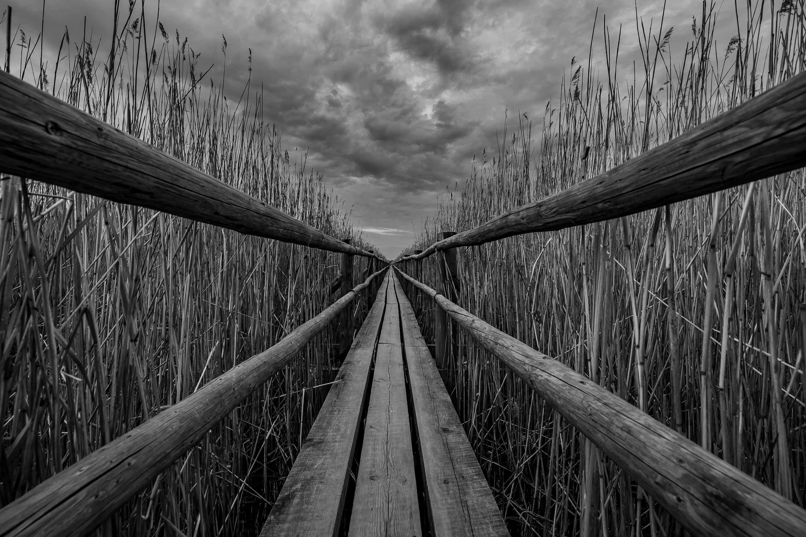 Black & White Prints