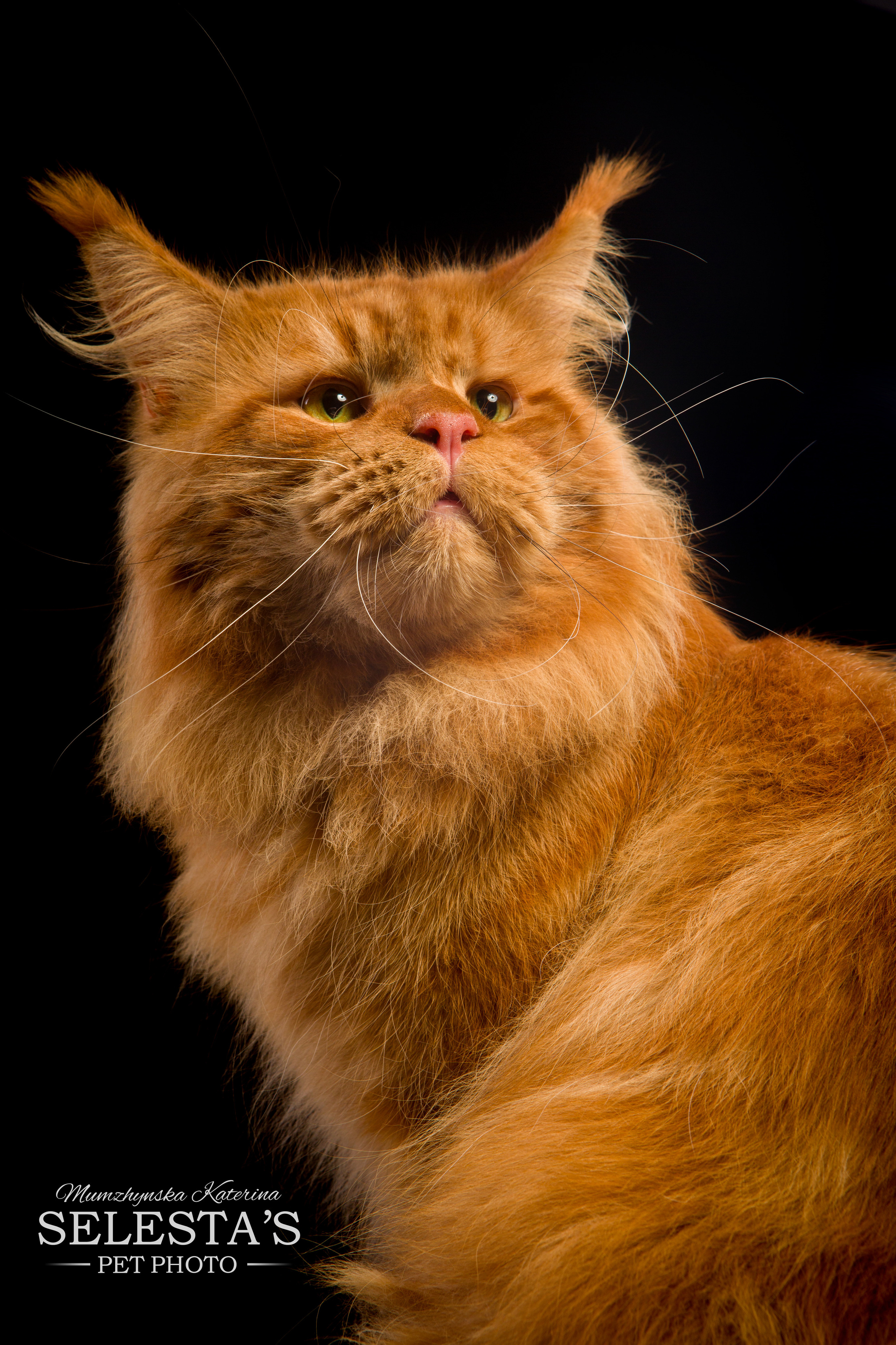 Cats. Pets and people photographer Kateryna Mumzhynska