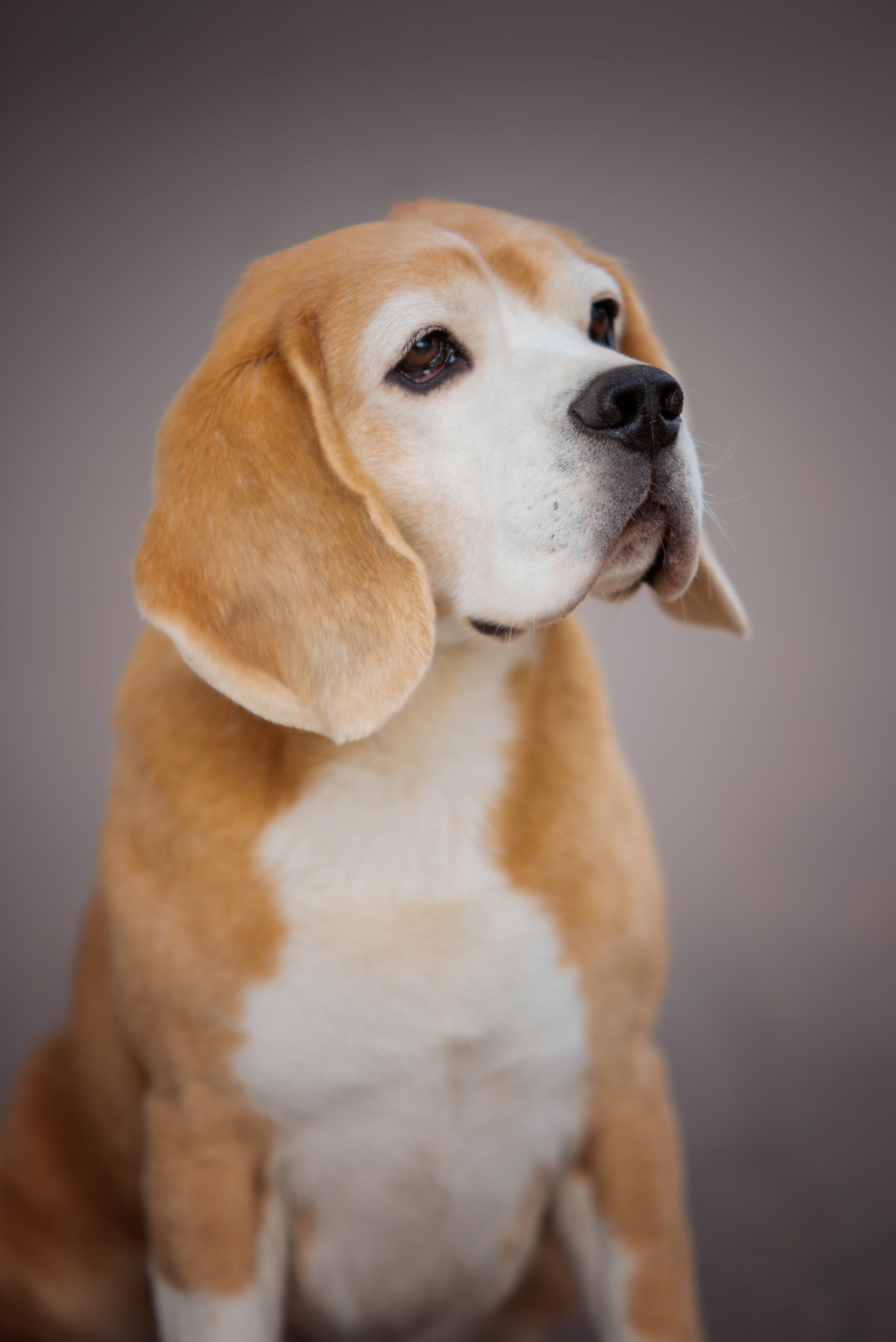 Dogs. Pets and people photographer Kateryna Mumzhynska