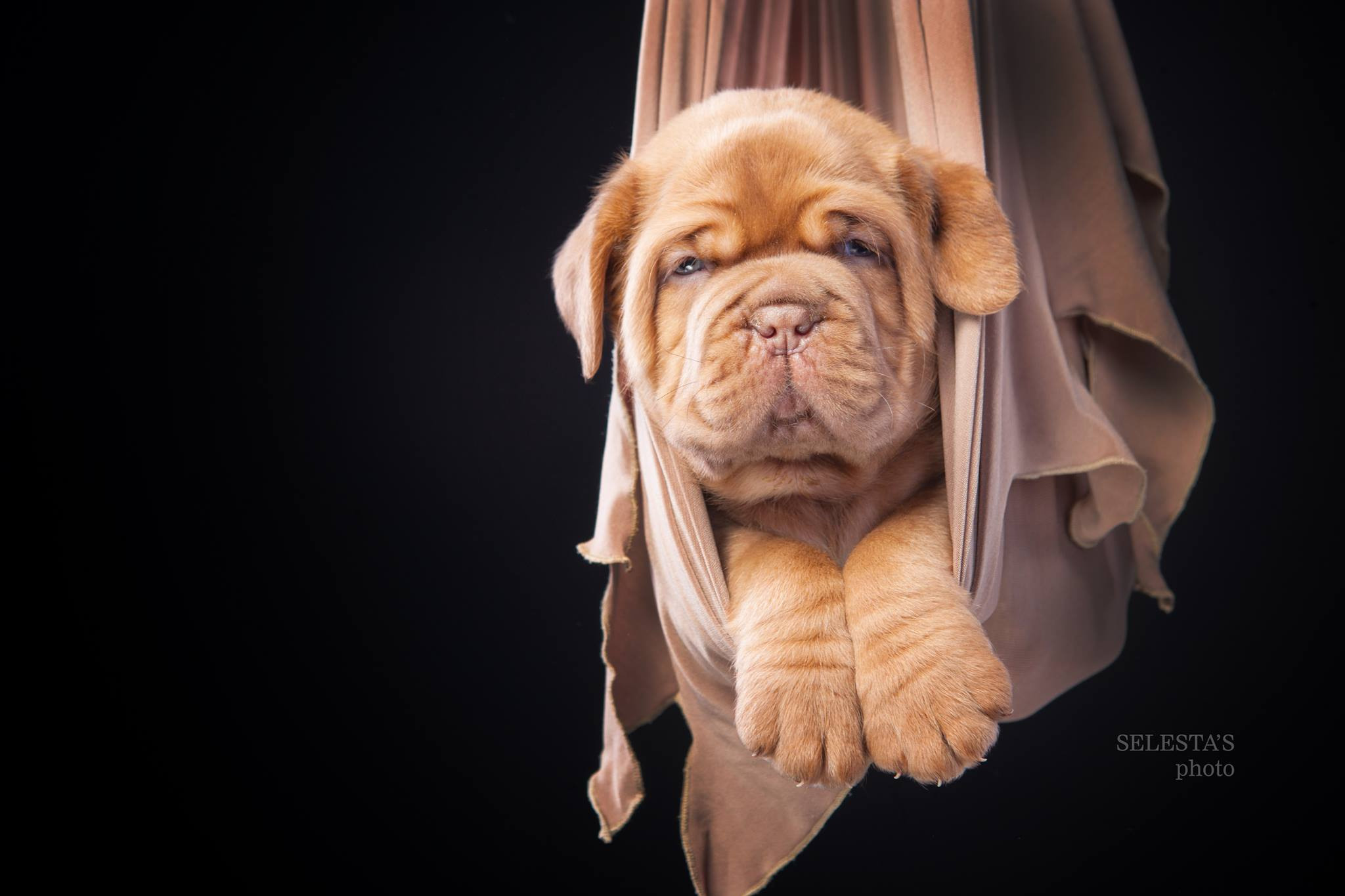 Pupies. Pets and people photographer Kateryna Mumzhynska