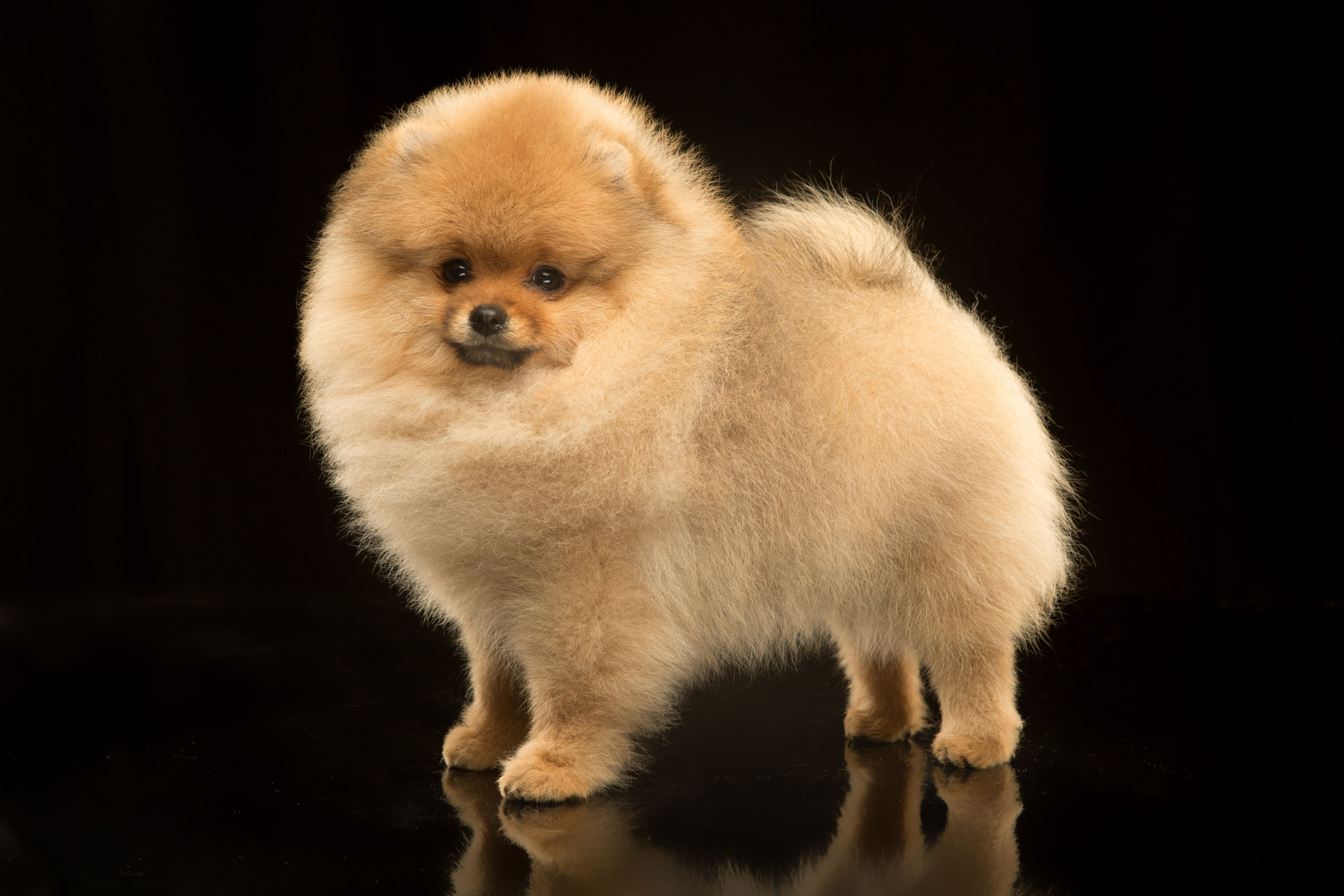 Pupies. Pets and people photographer Kateryna Mumzhynska