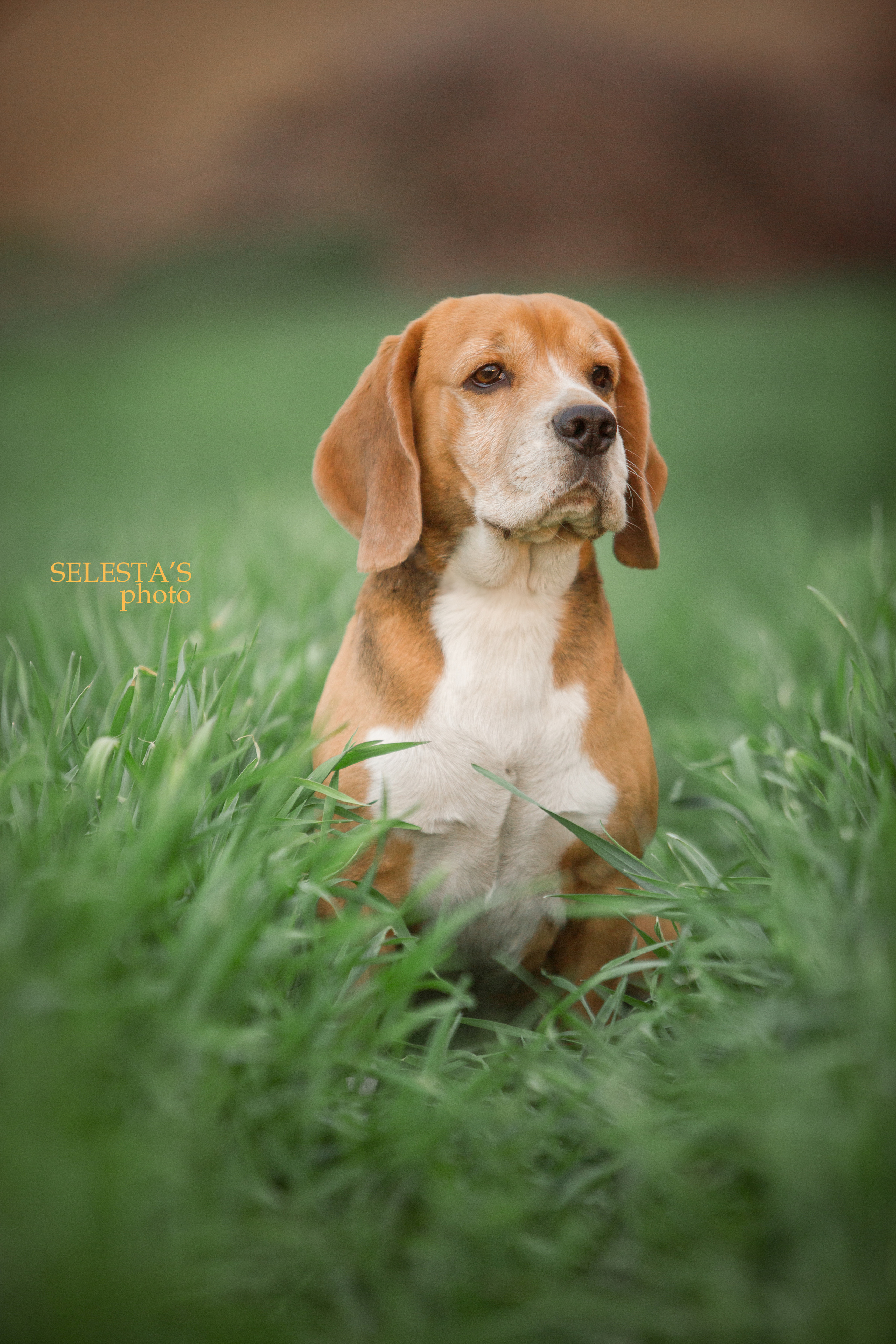 Dogs. Pets and people photographer Kateryna Mumzhynska