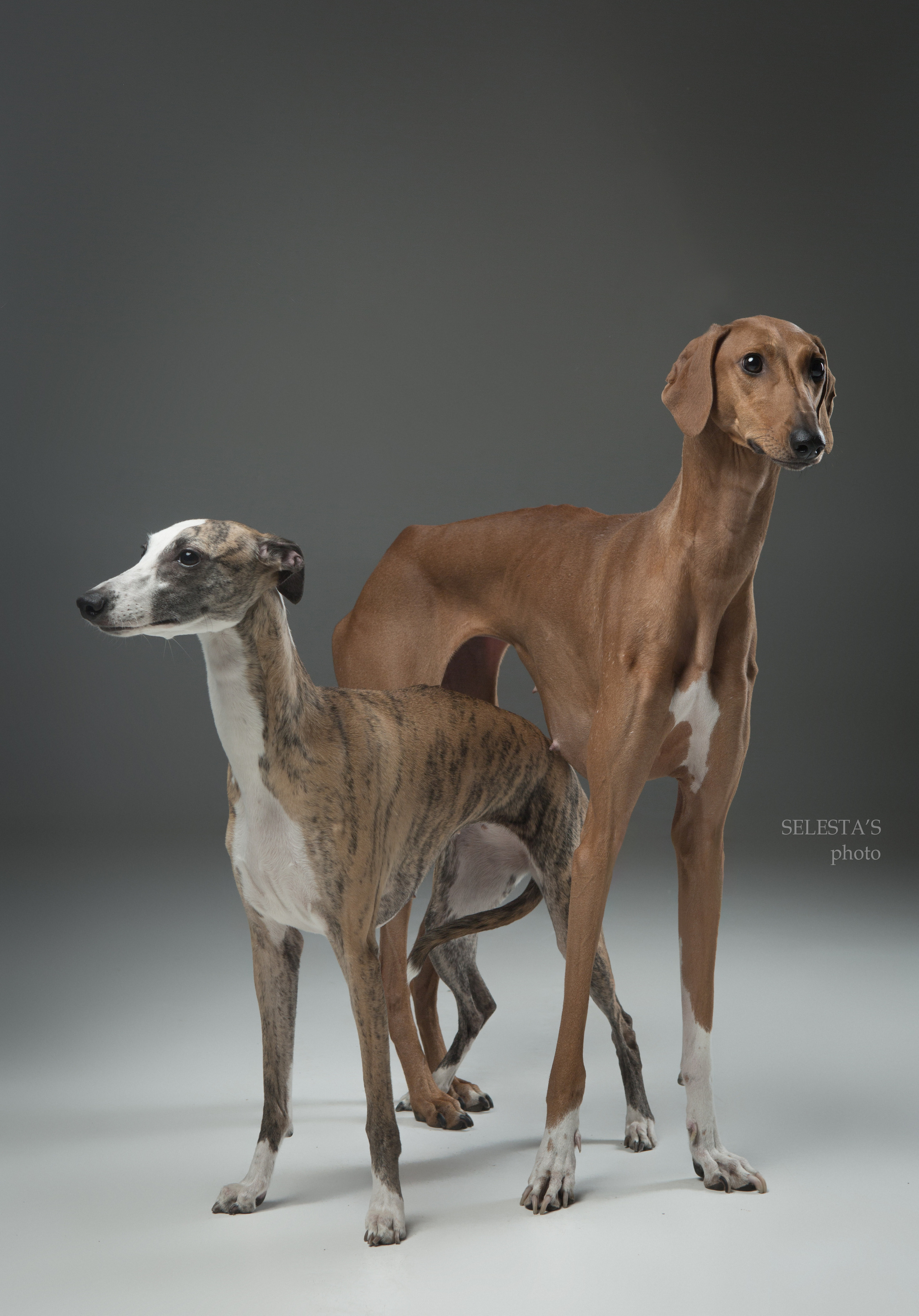 Студиія. Фотограф Катерина Мумжинська