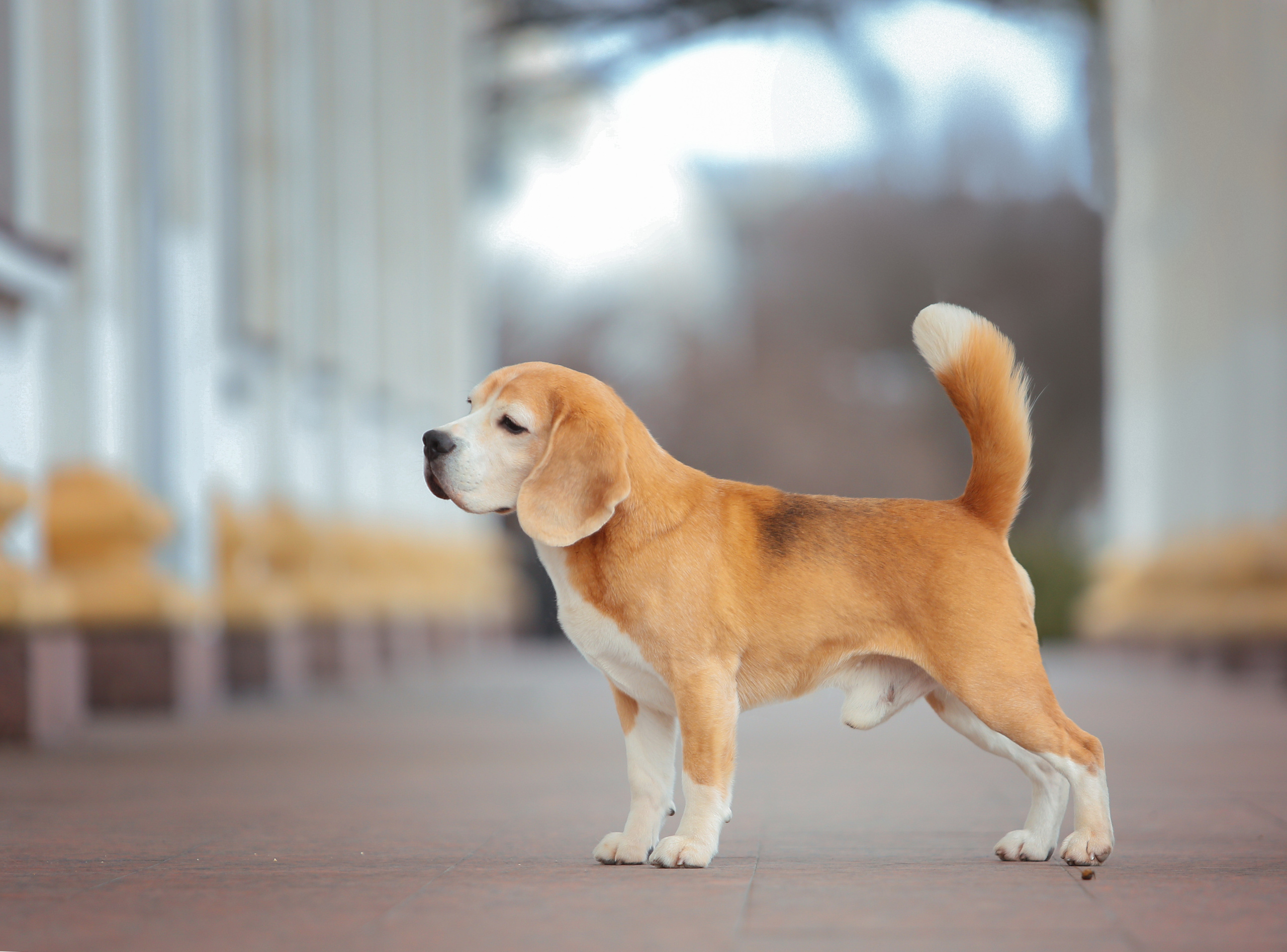 Dogs. Pets and people photographer Kateryna Mumzhynska