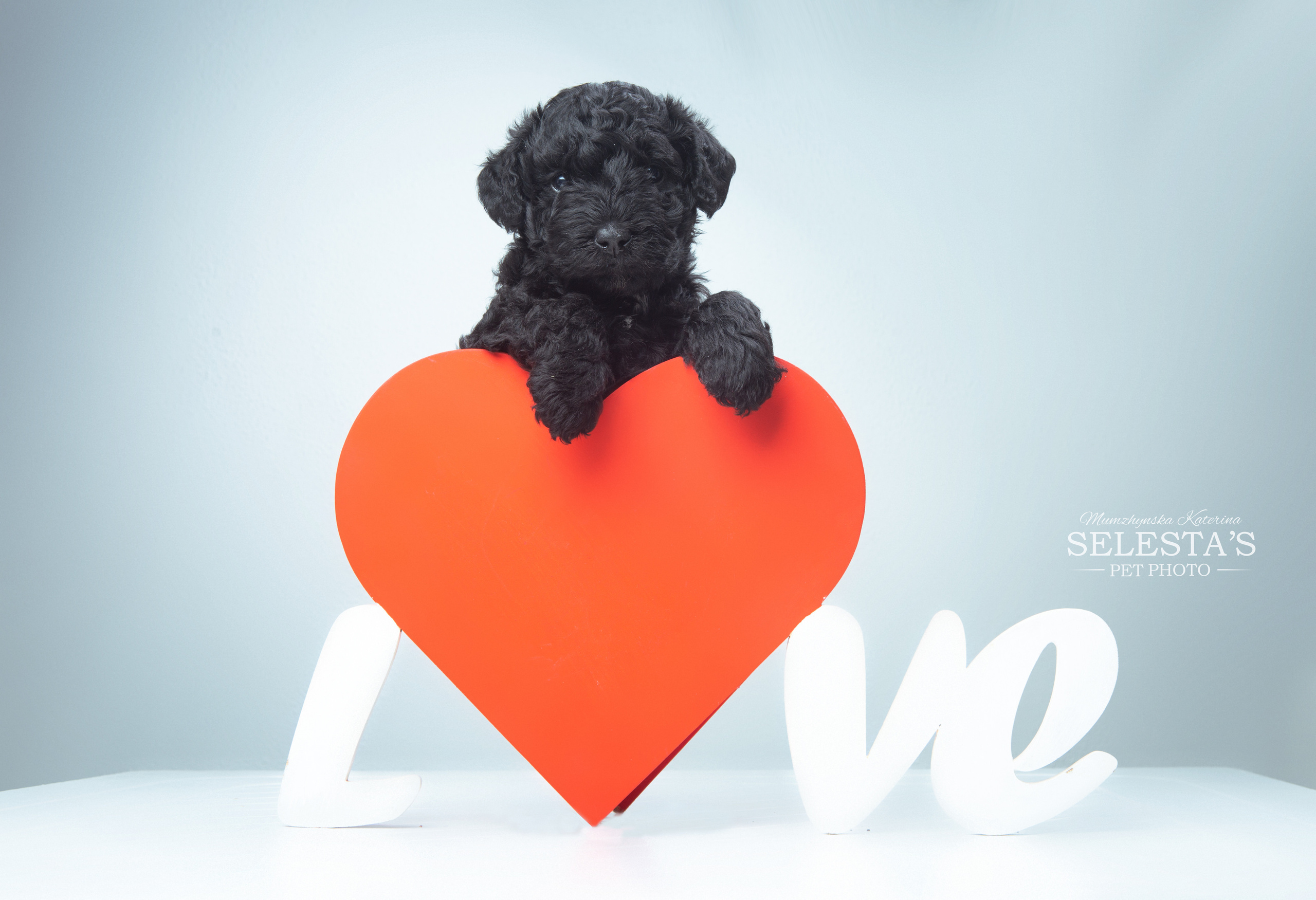 Pupies. Pets and people photographer Kateryna Mumzhynska