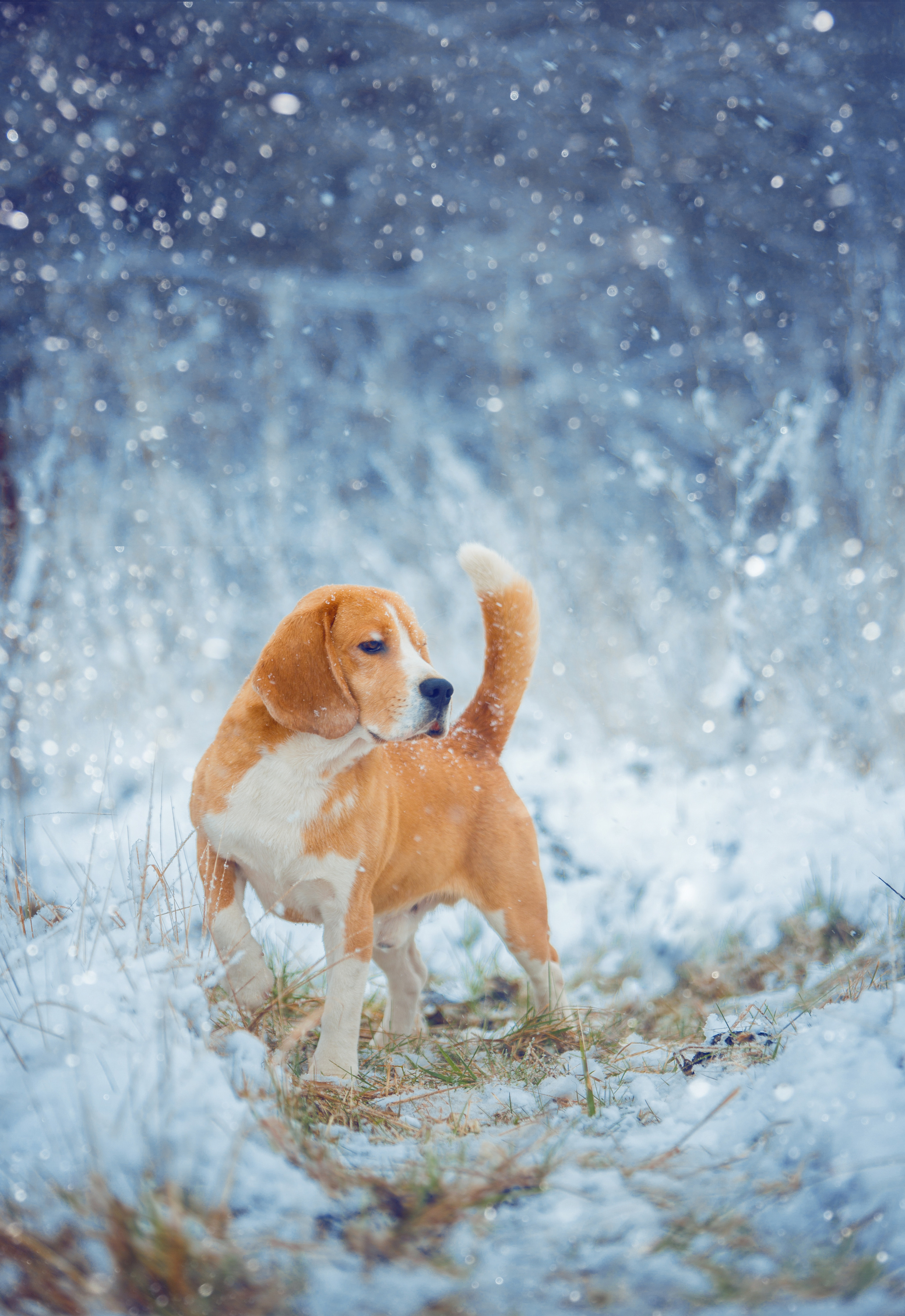 Dogs. Pets and people photographer Kateryna Mumzhynska