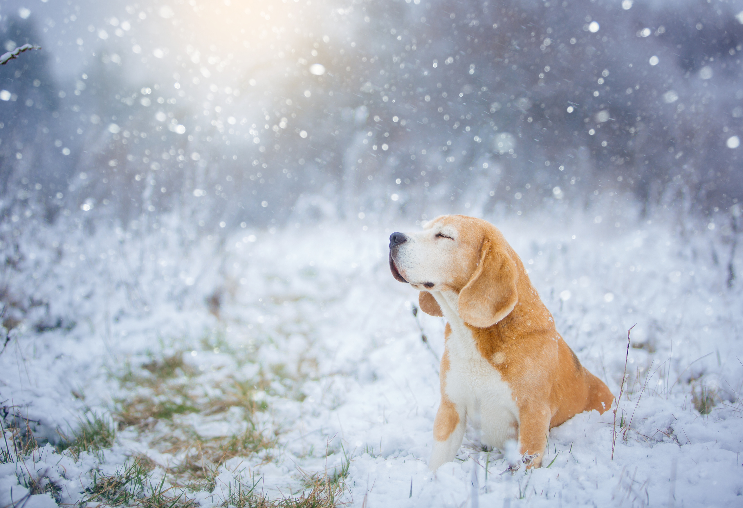 Dogs. Pets and people photographer Kateryna Mumzhynska