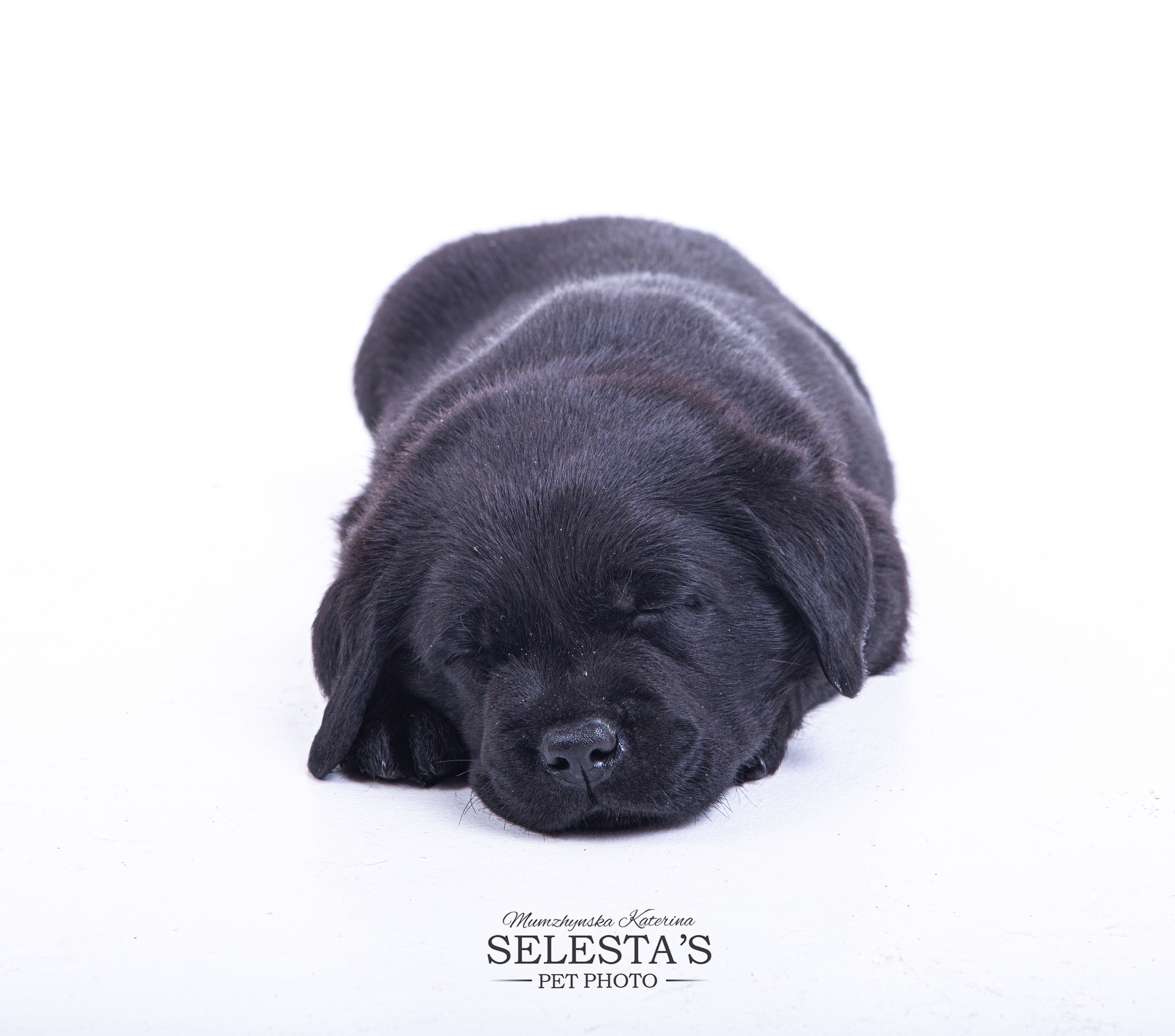 Pupies. Pets and people photographer Kateryna Mumzhynska