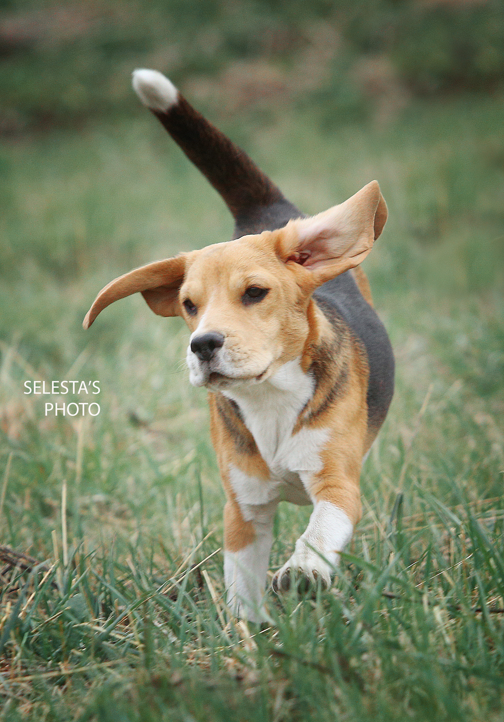 Motion. Pets and people photographer Kateryna Mumzhynska