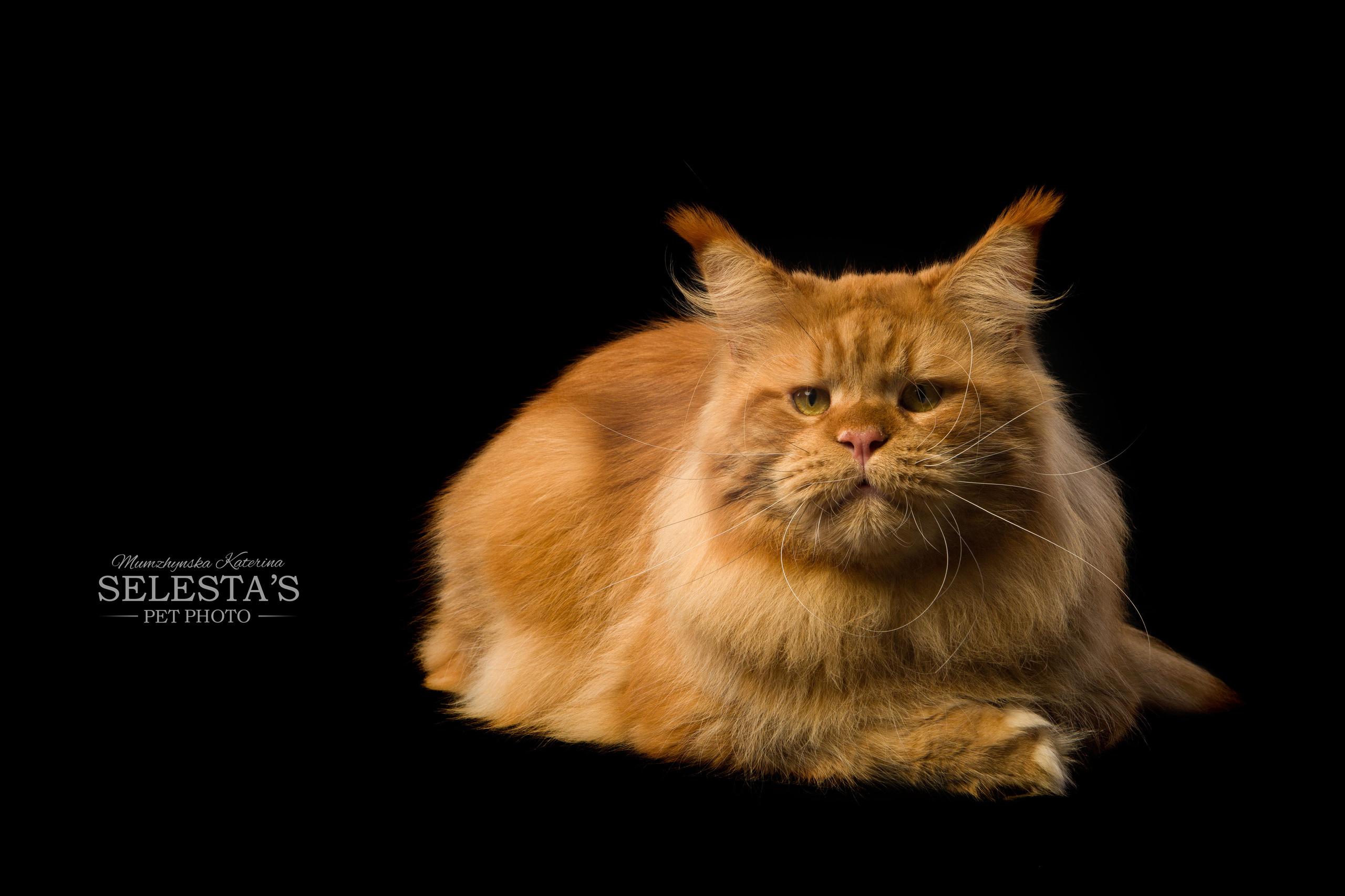 Cats. Pets and people photographer Kateryna Mumzhynska