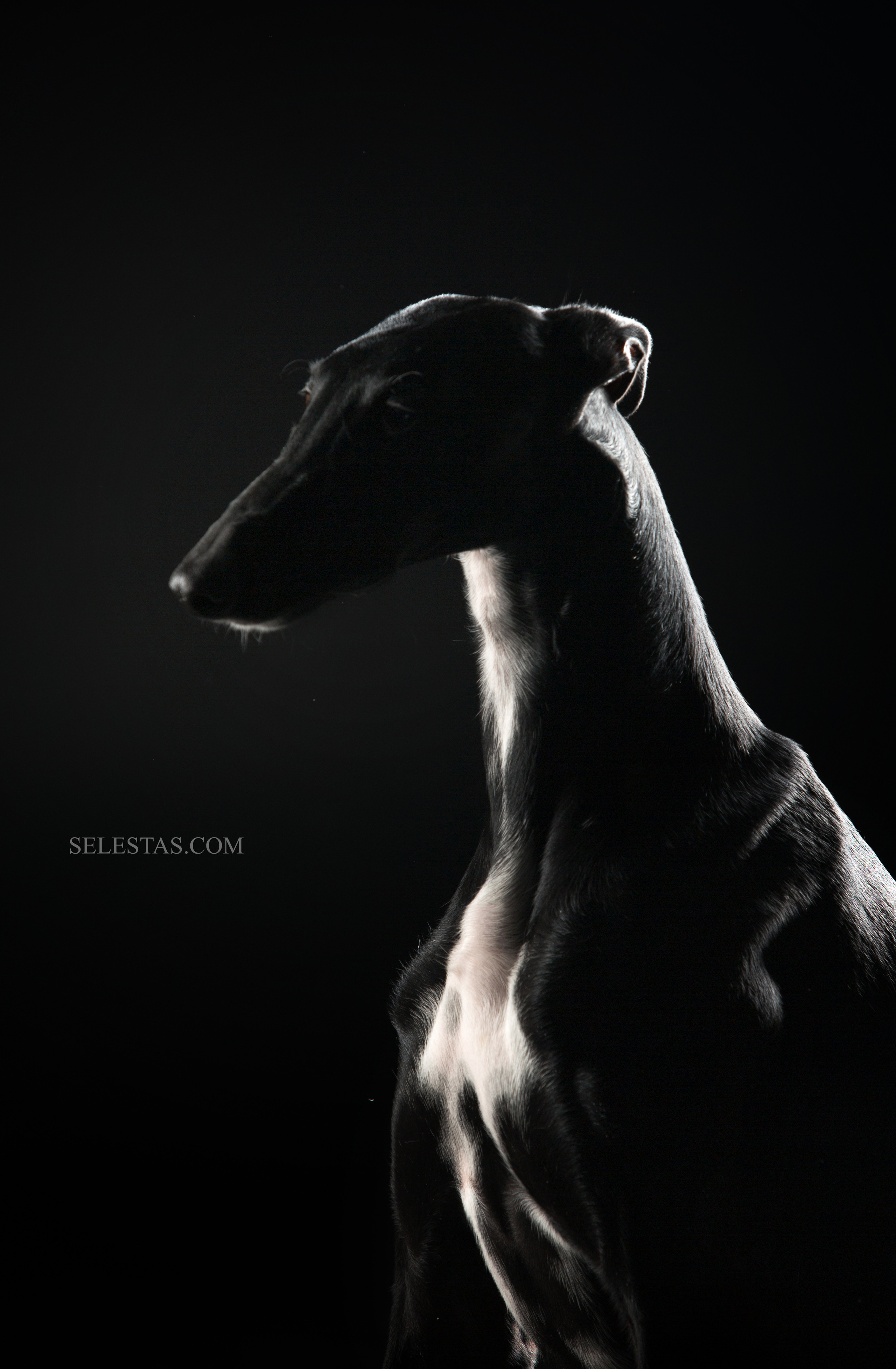 Студиія. Фотограф Катерина Мумжинська