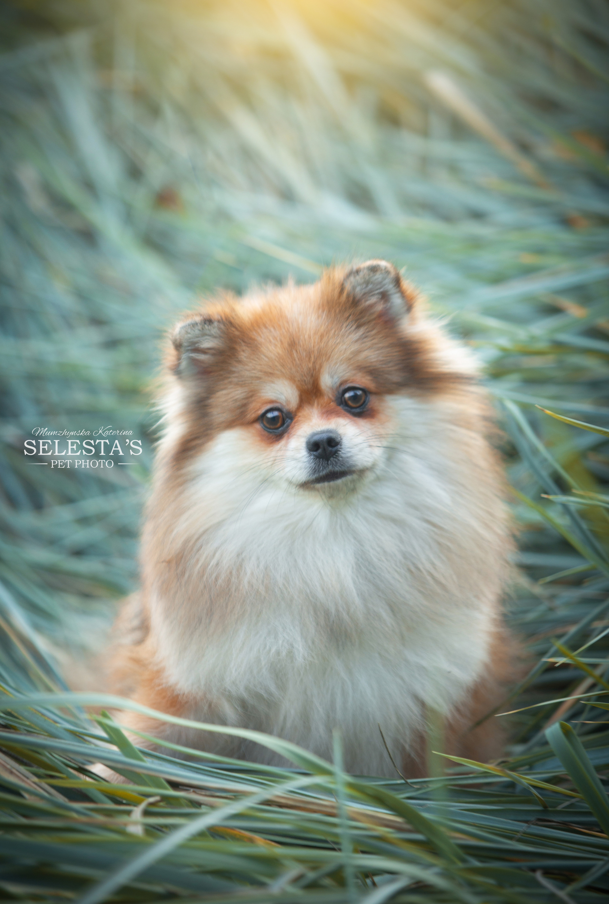 Dogs. Pets and people photographer Kateryna Mumzhynska