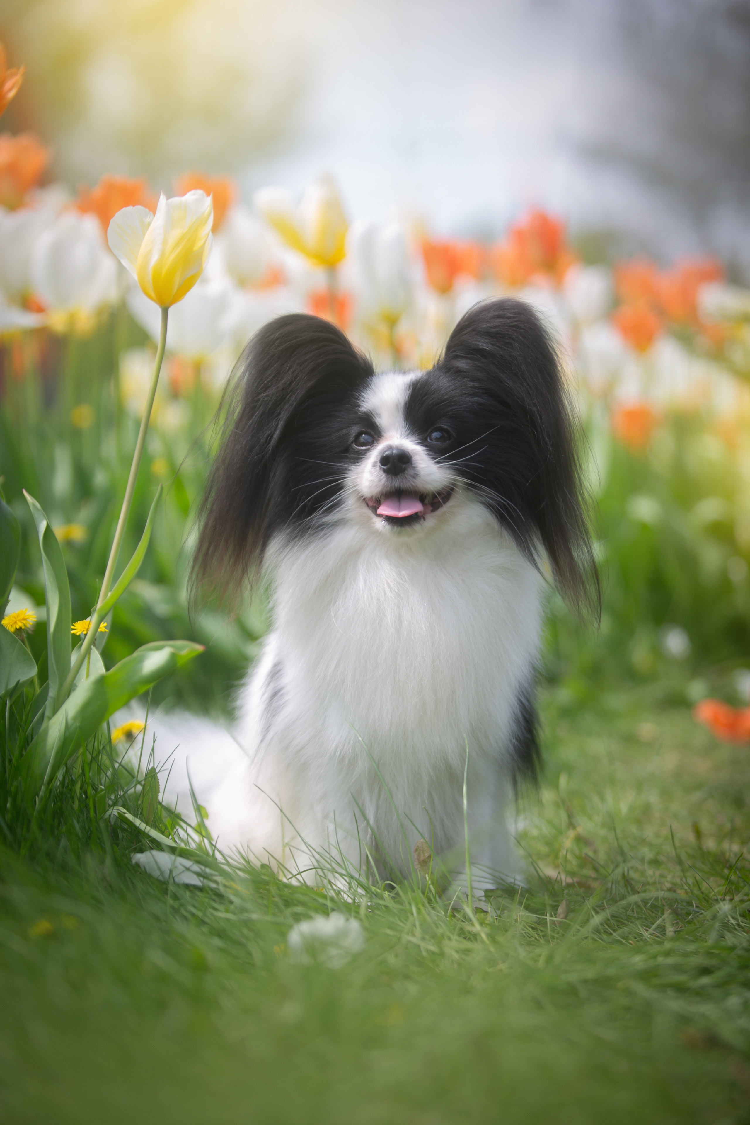Dogs. Pets and people photographer Kateryna Mumzhynska