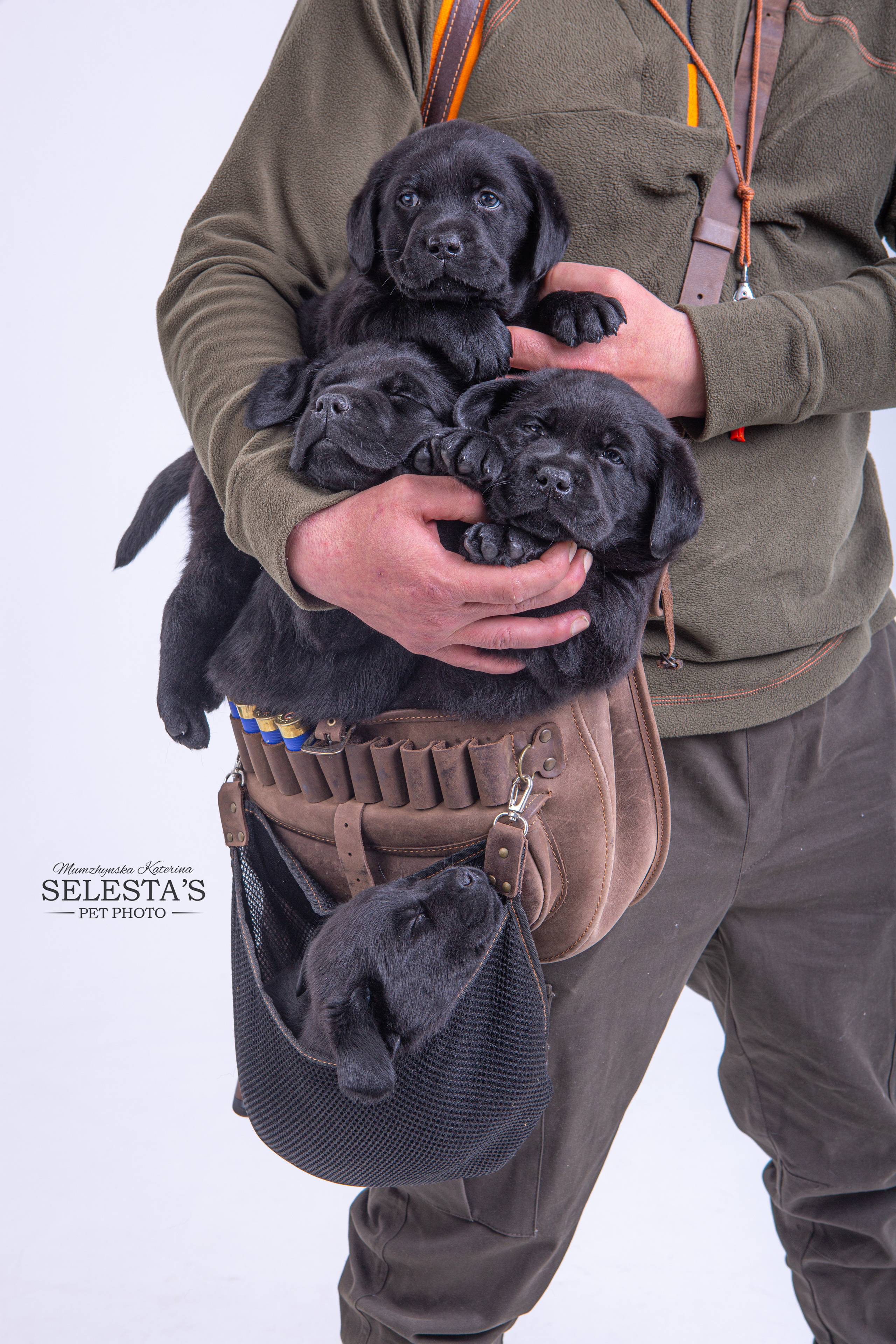 Pupies. Pets and people photographer Kateryna Mumzhynska