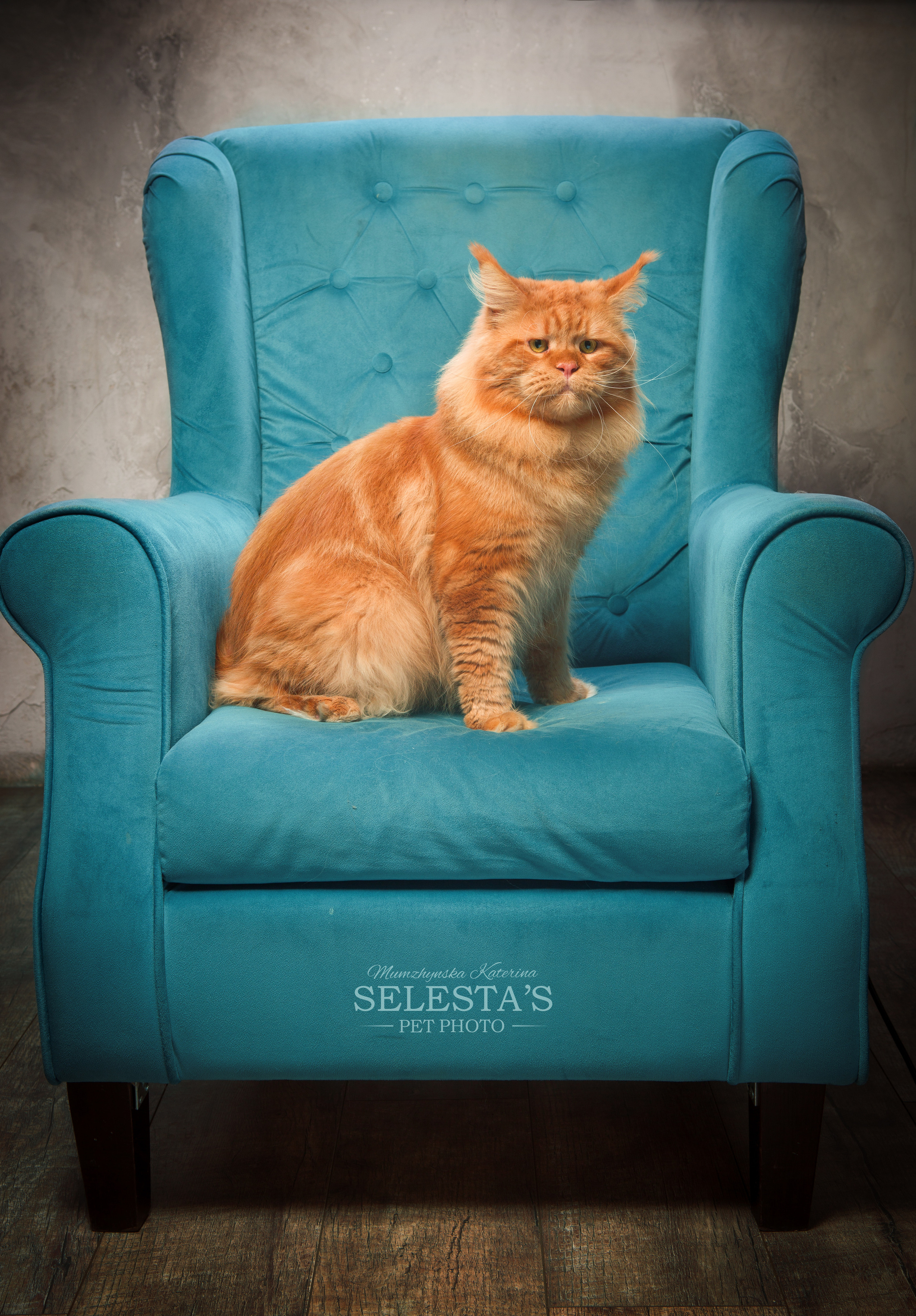 Cats. Pets and people photographer Kateryna Mumzhynska