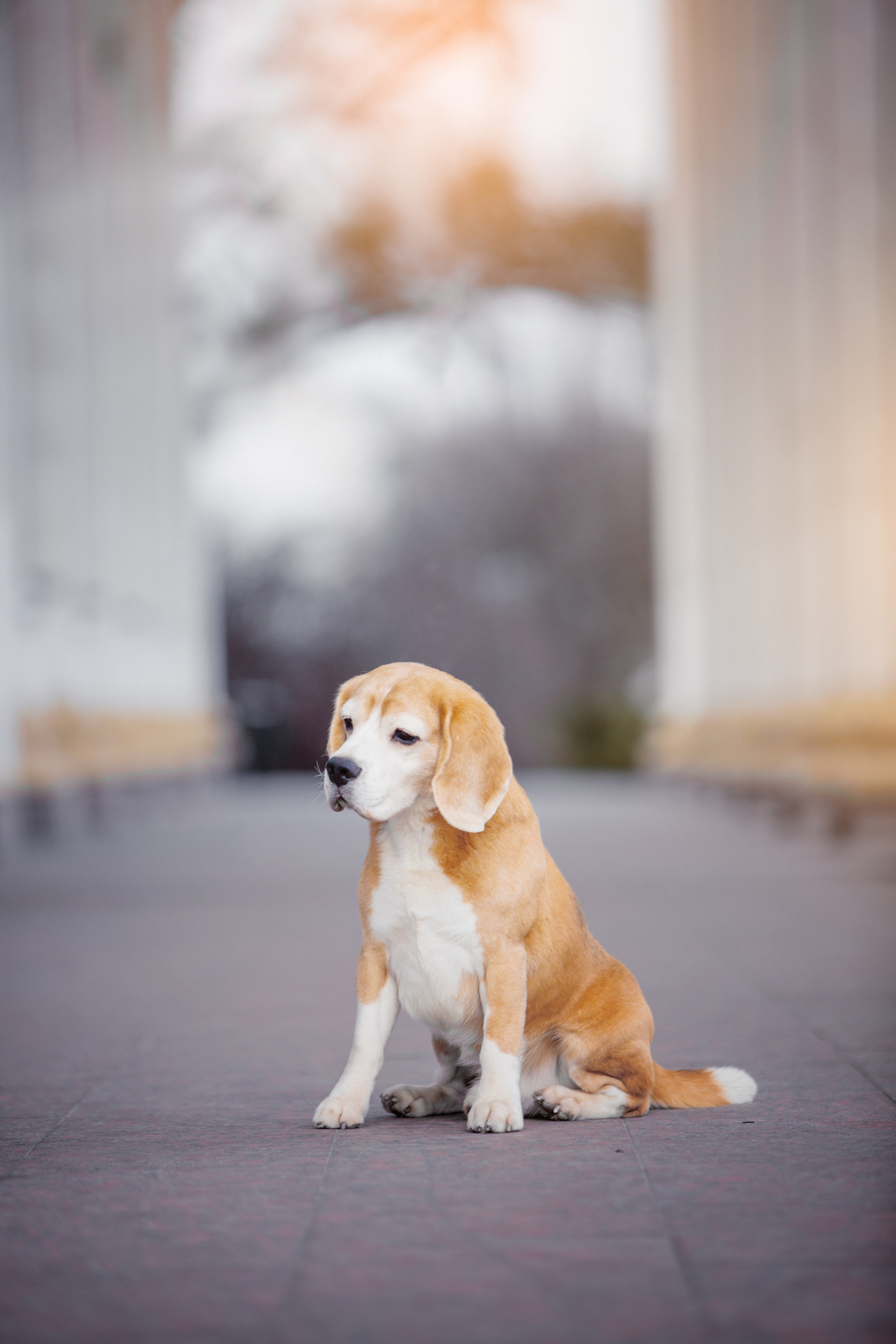 Dogs. Pets and people photographer Kateryna Mumzhynska