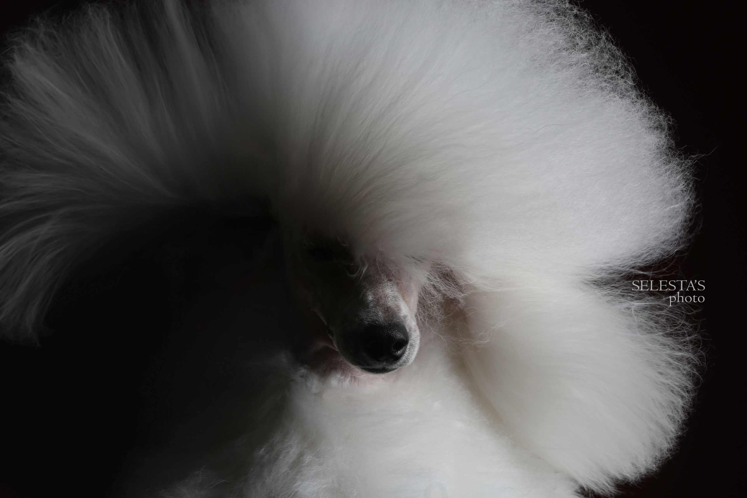 Студиія. Фотограф Катерина Мумжинська