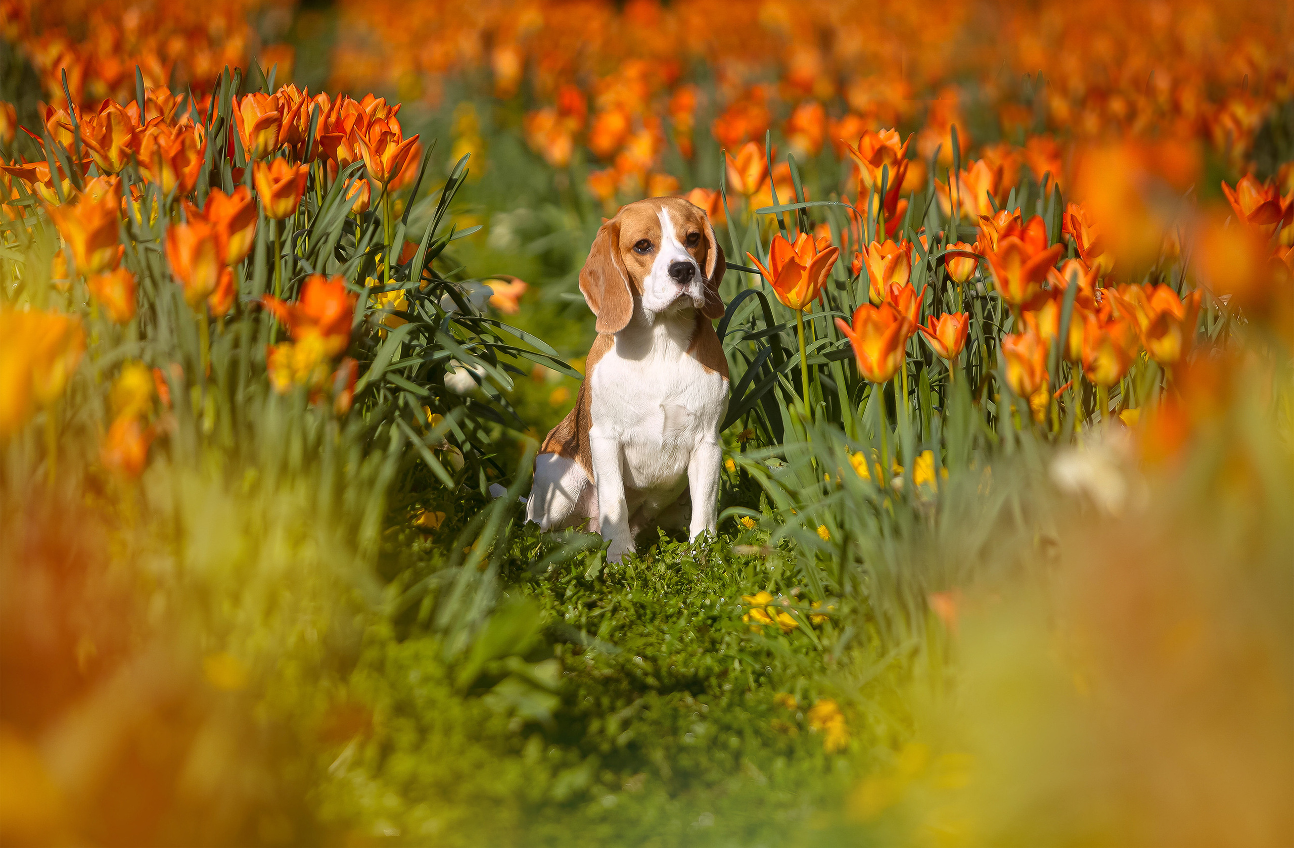 Dogs. Pets and people photographer Kateryna Mumzhynska