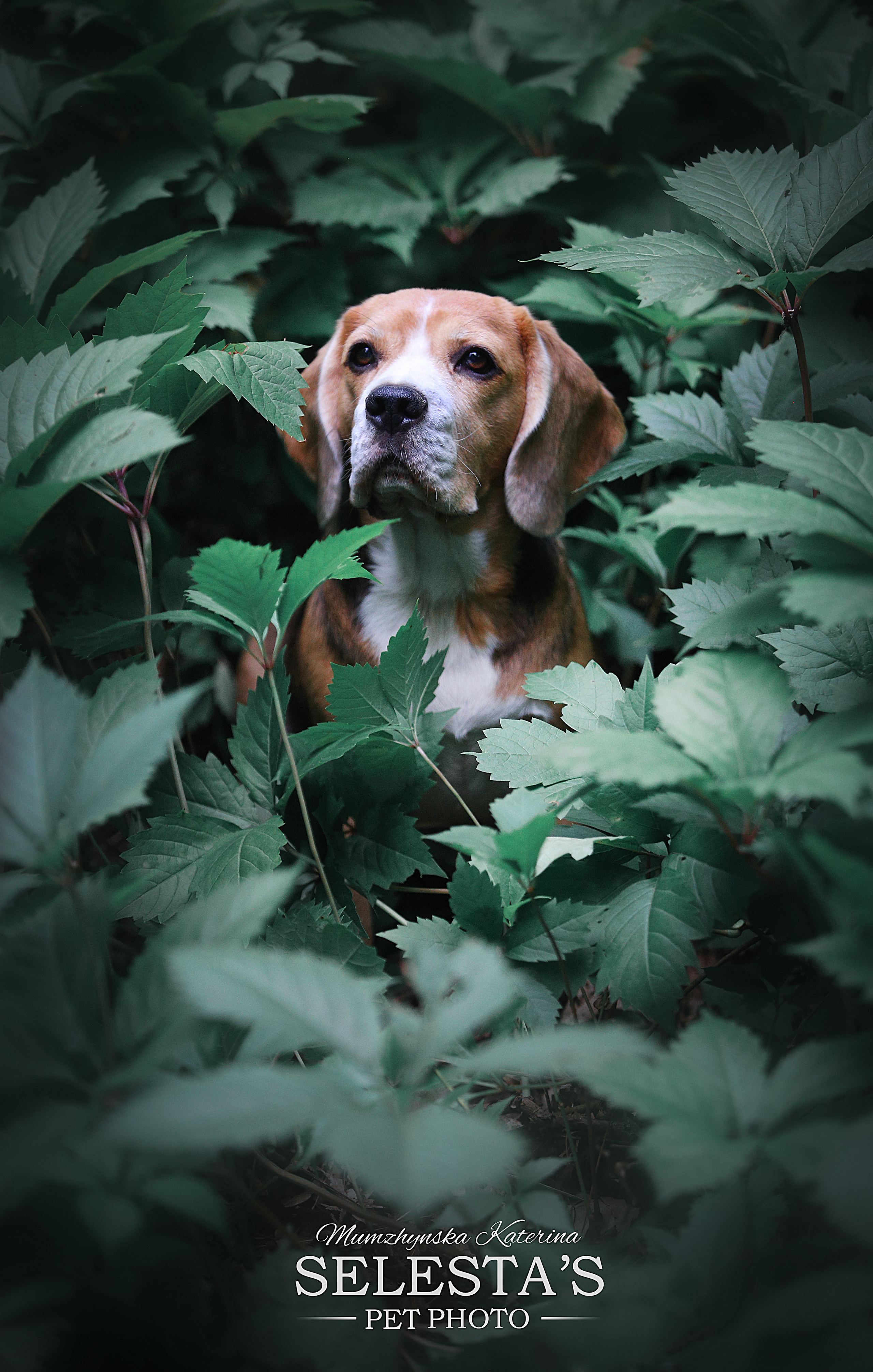 Dogs. Pets and people photographer Kateryna Mumzhynska