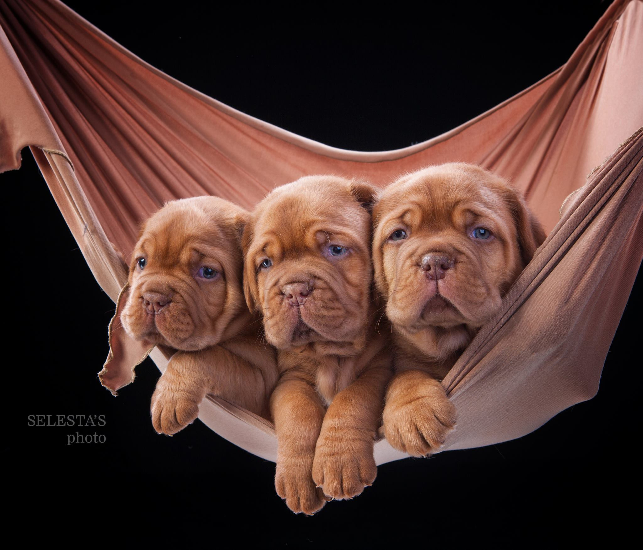 Pupies. Pets and people photographer Kateryna Mumzhynska