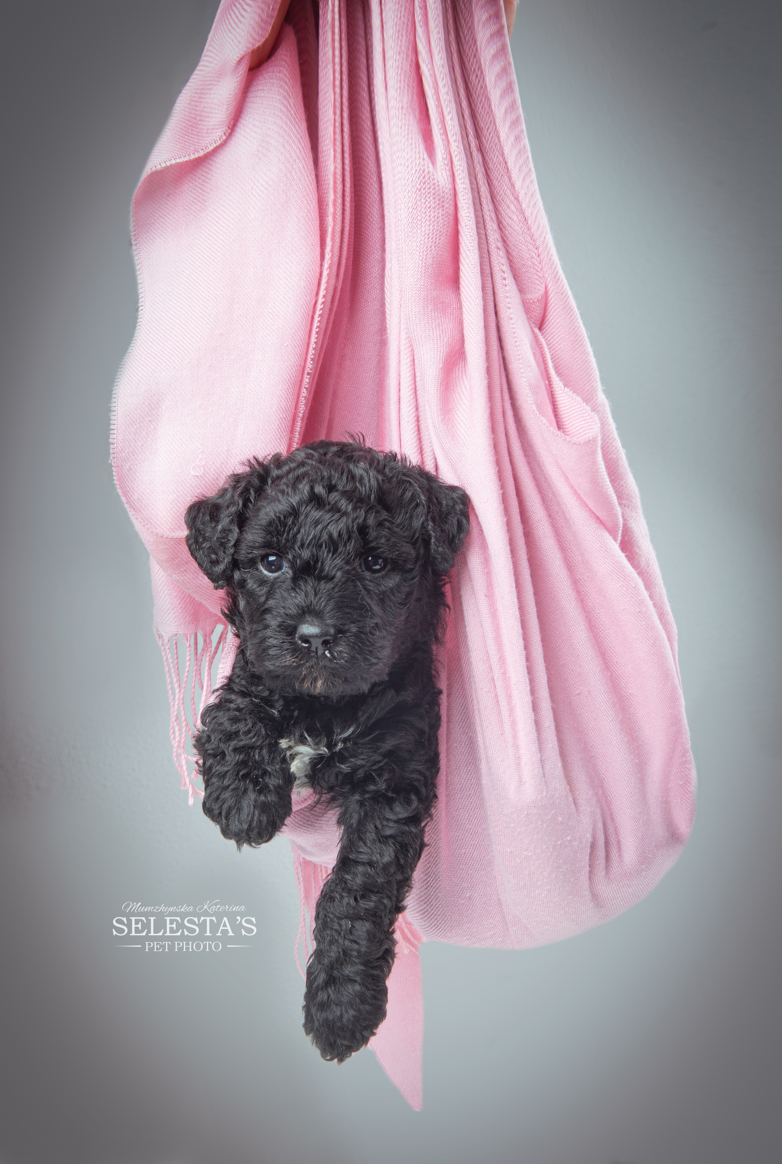 Pupies. Pets and people photographer Kateryna Mumzhynska