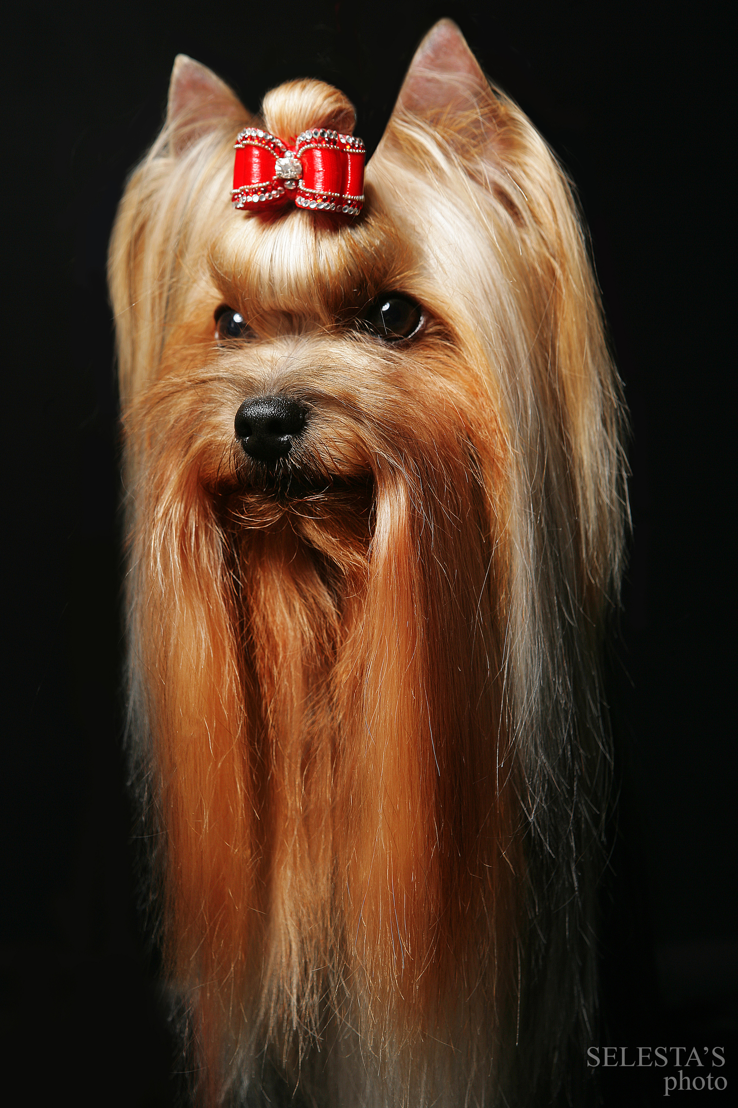 Студиія. Фотограф Катерина Мумжинська