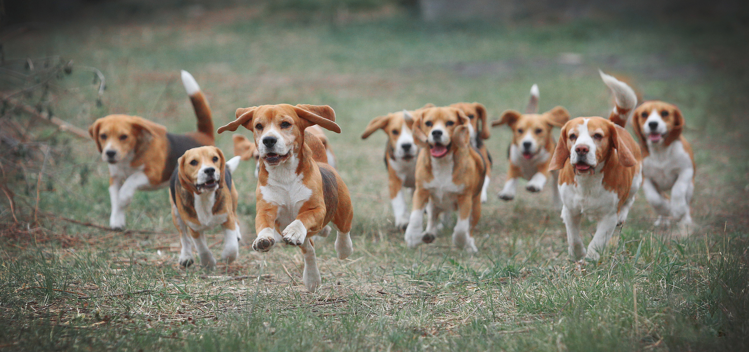 Motion. Pets and people photographer Kateryna Mumzhynska
