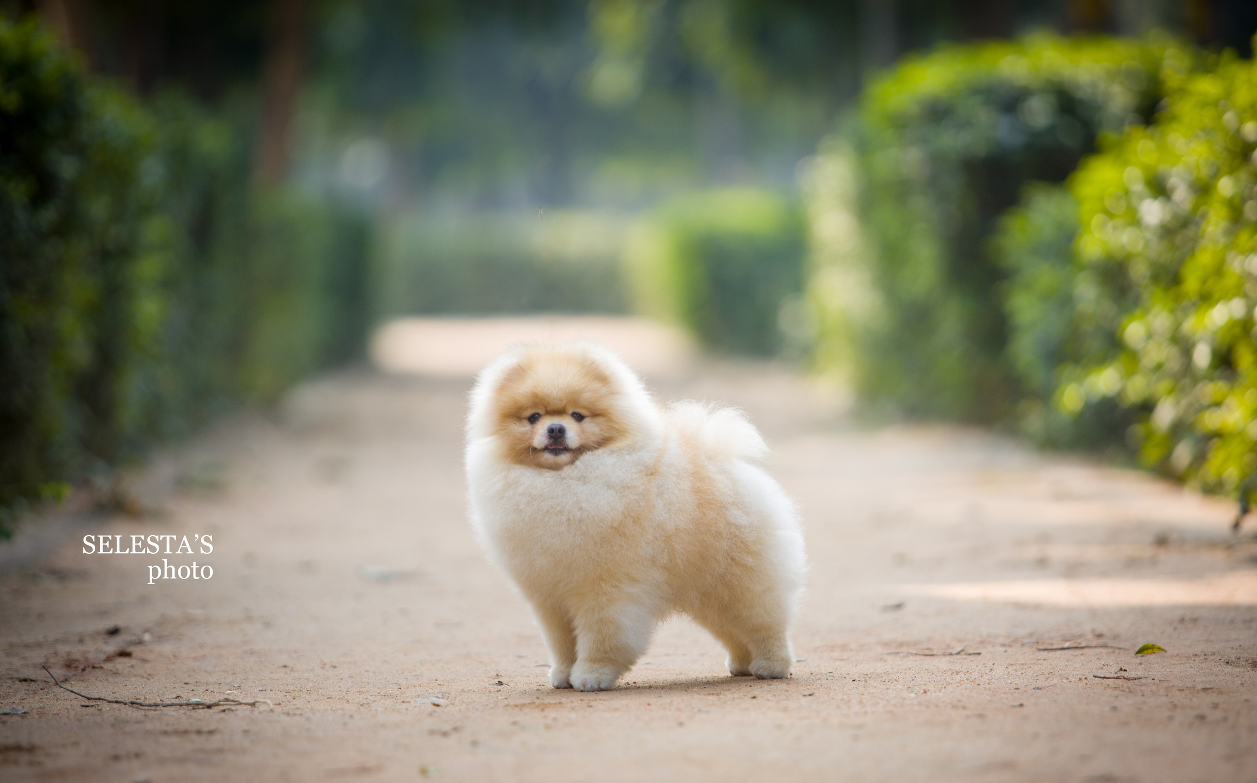 Dogs. Pets and people photographer Kateryna Mumzhynska