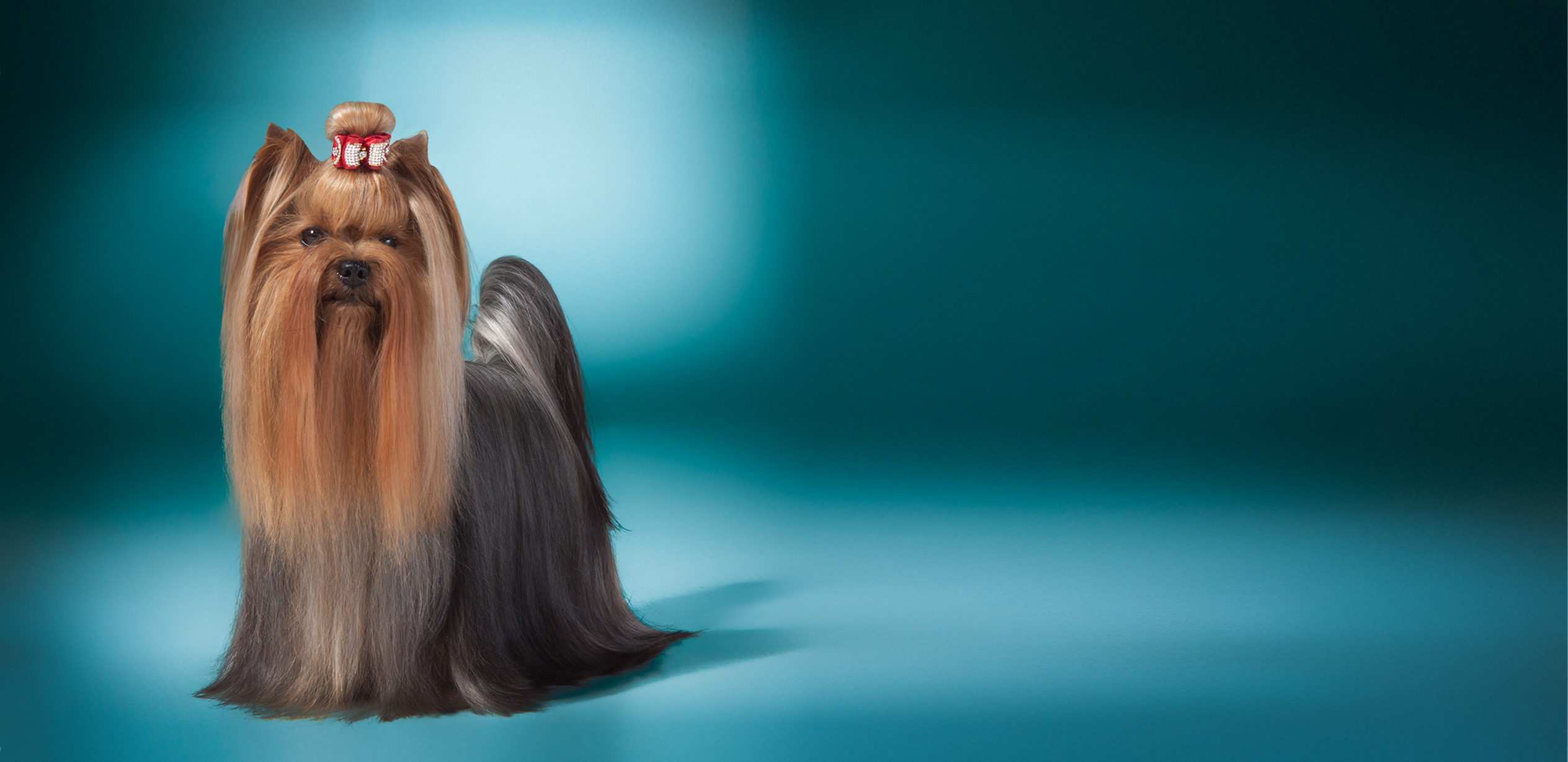 Студиія. Фотограф Катерина Мумжинська