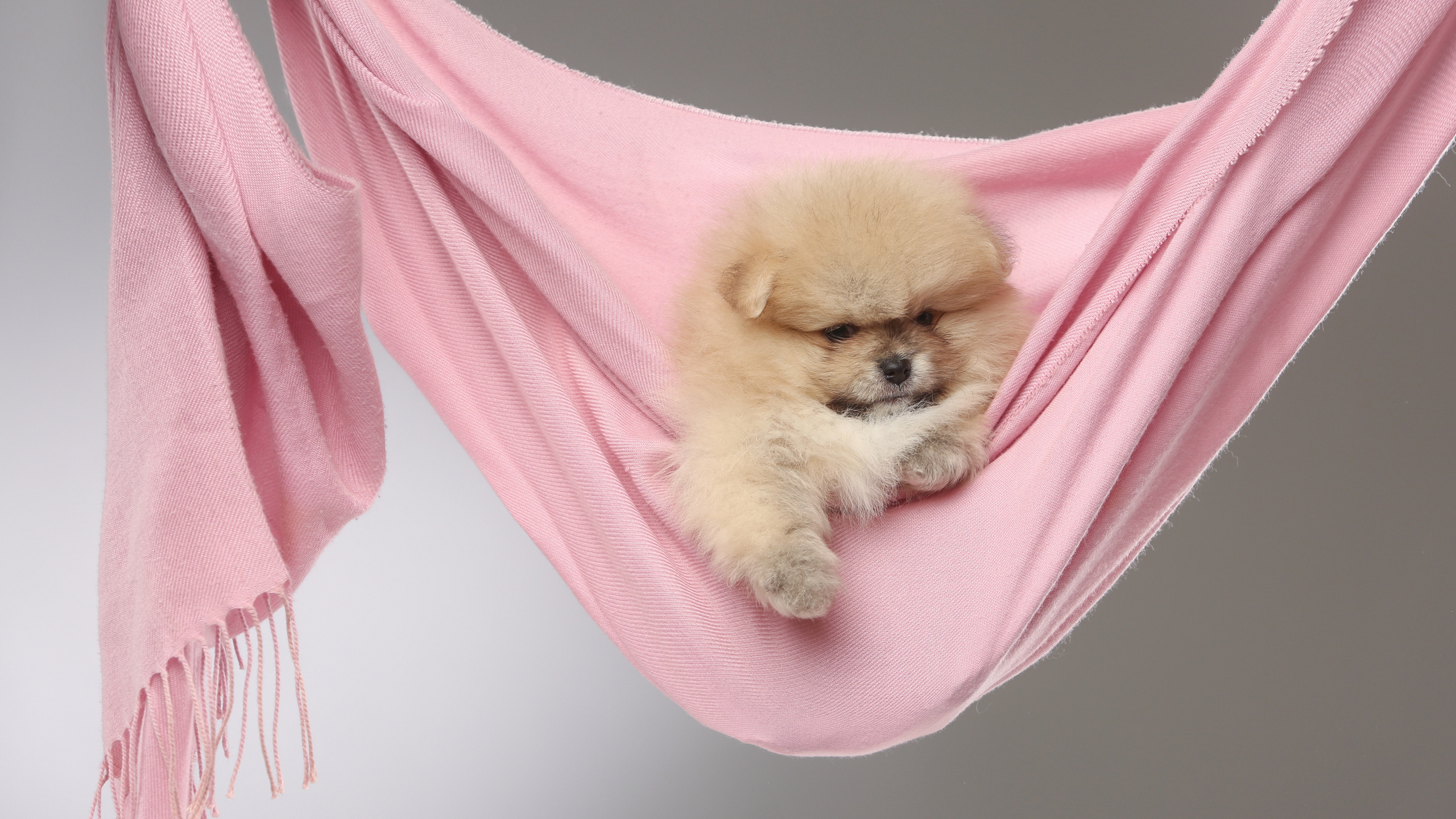 Pupies. Pets and people photographer Kateryna Mumzhynska