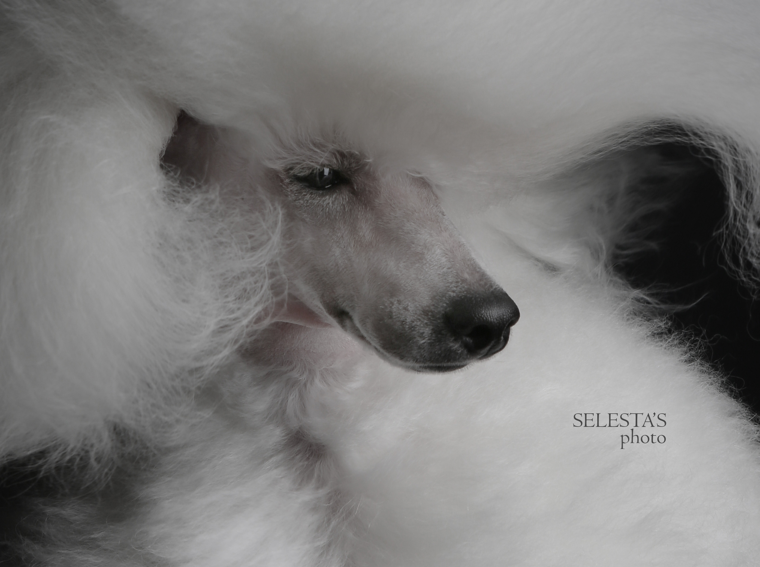 Студиія. Фотограф Катерина Мумжинська