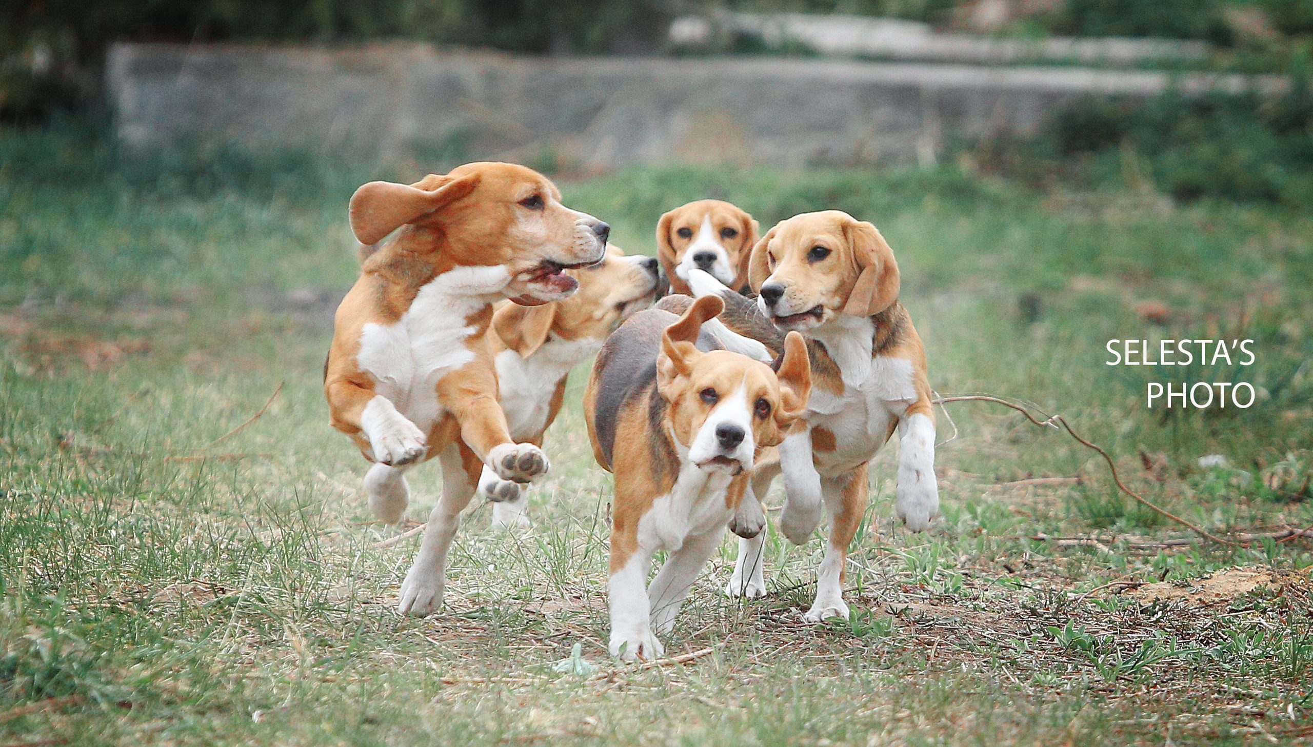 Motion. Pets and people photographer Kateryna Mumzhynska