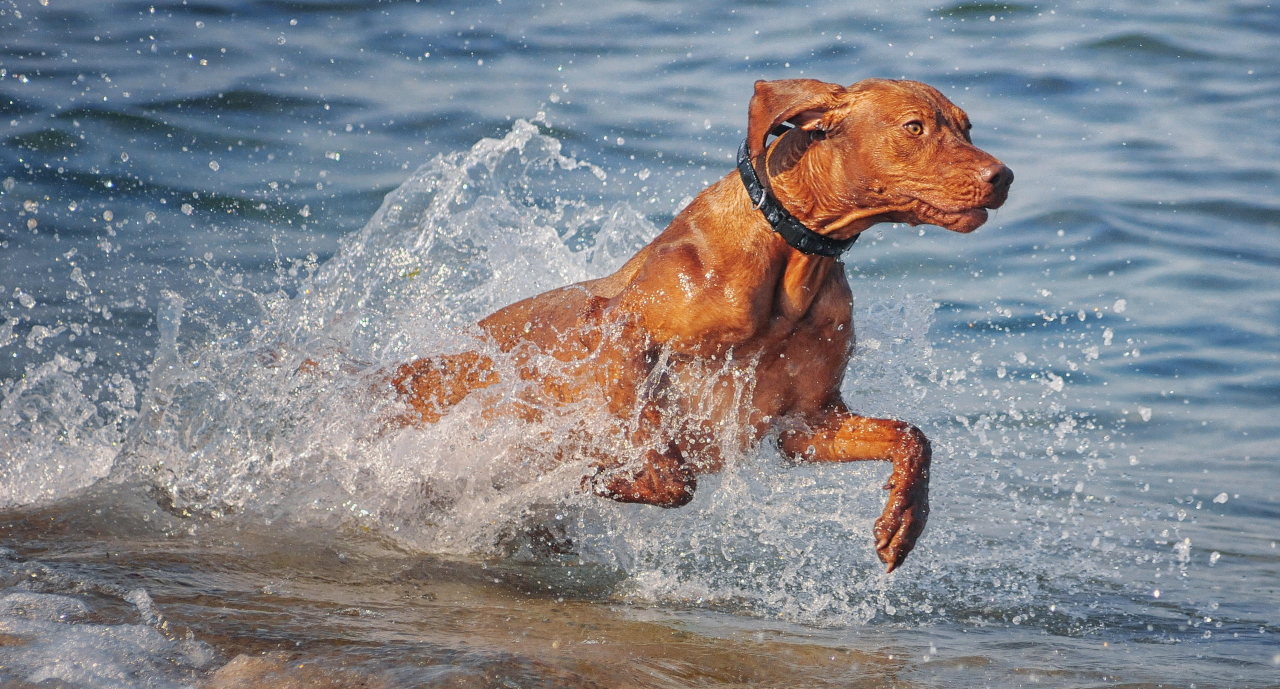 Motion. Pets and people photographer Kateryna Mumzhynska