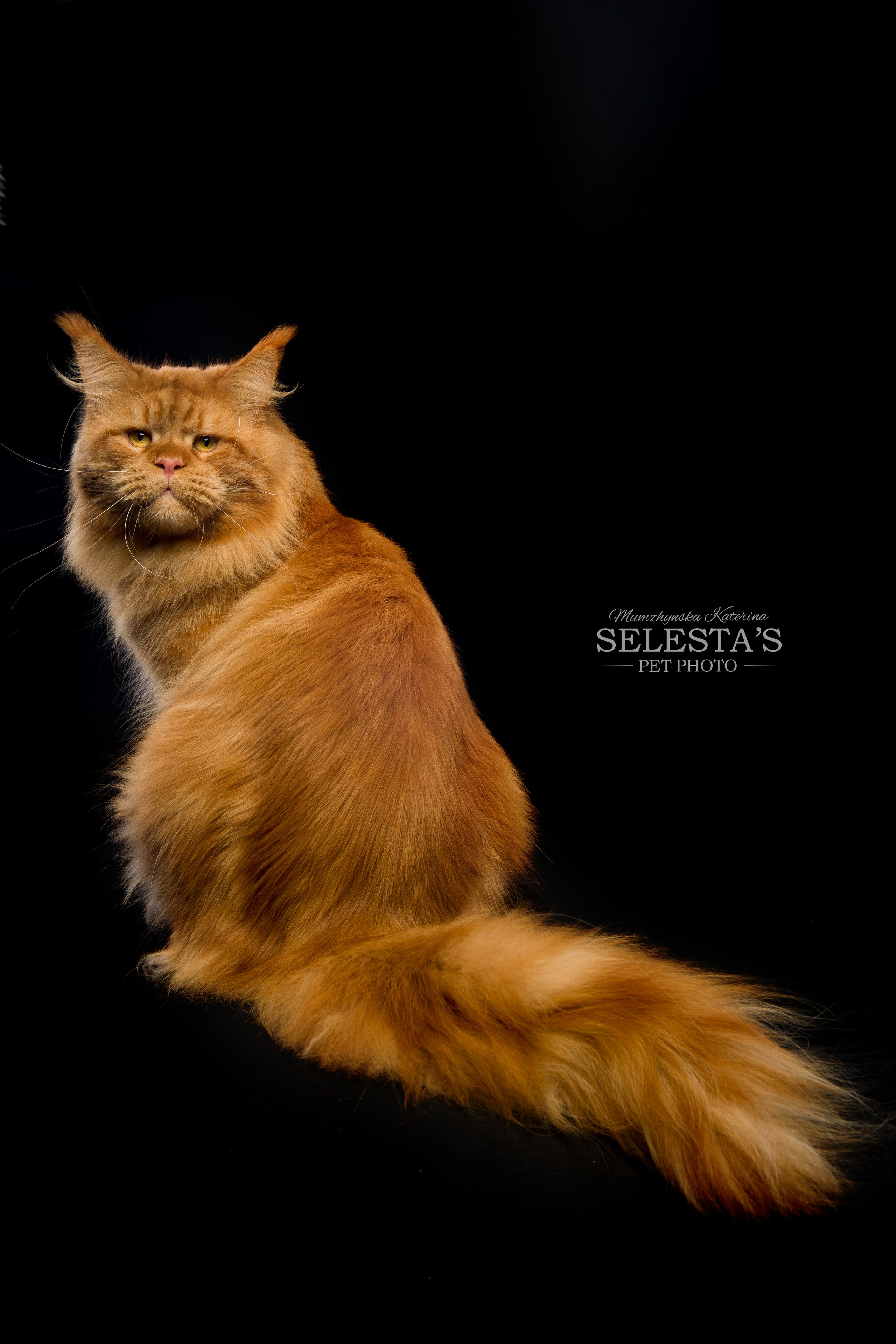 Cats. Pets and people photographer Kateryna Mumzhynska