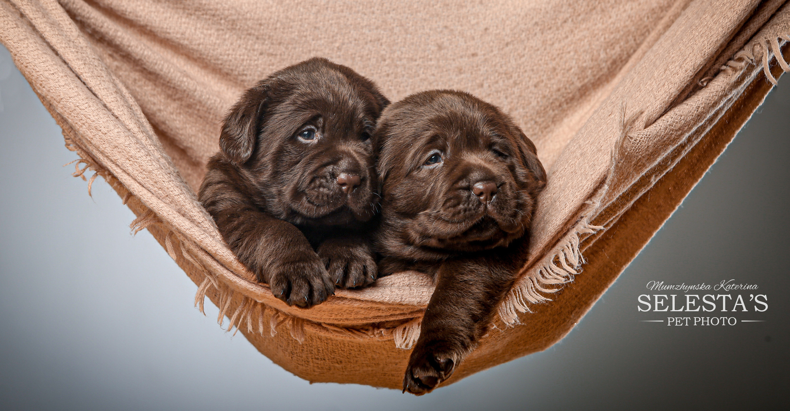 Pupies. Pets and people photographer Kateryna Mumzhynska