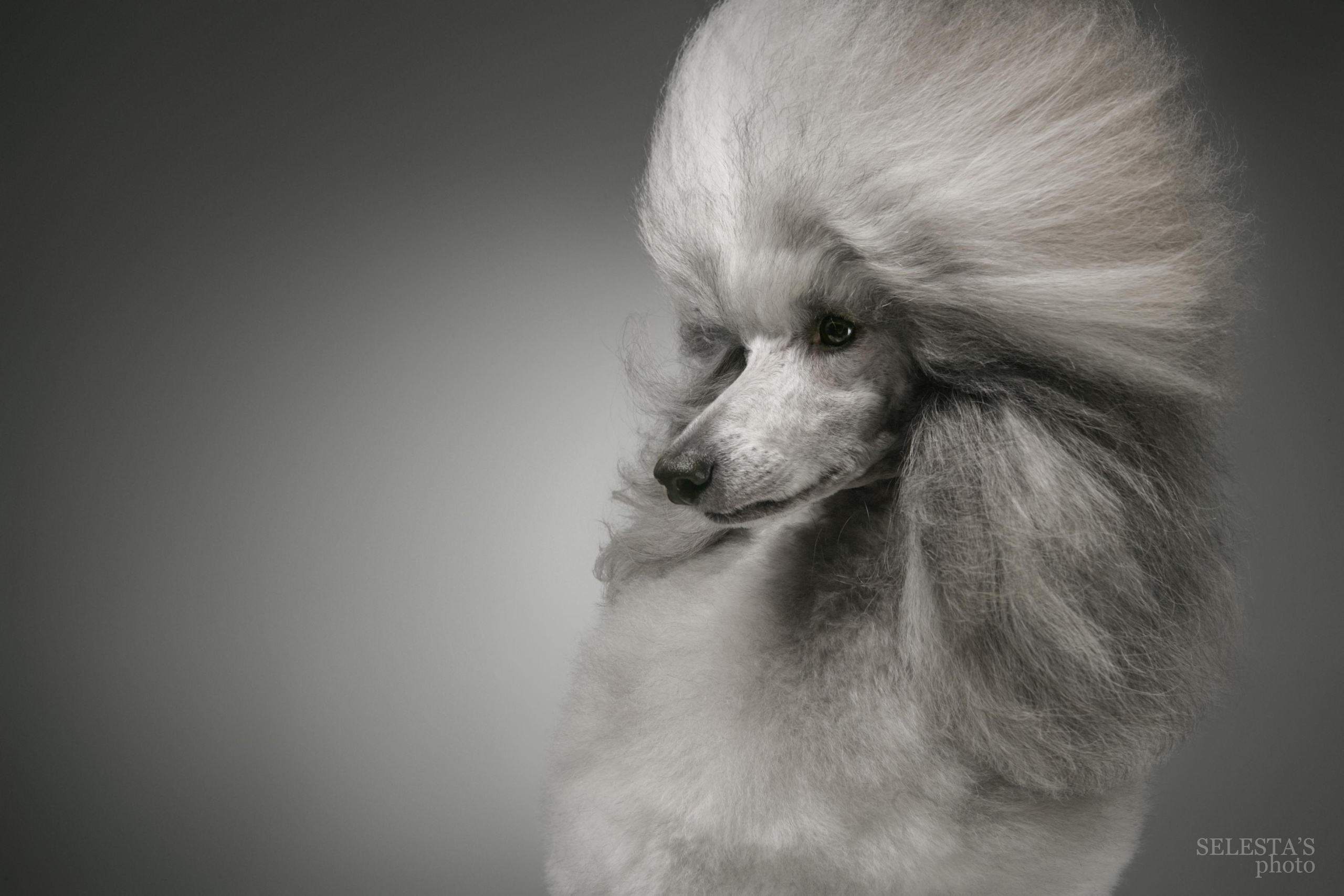 Студиія. Фотограф Катерина Мумжинська