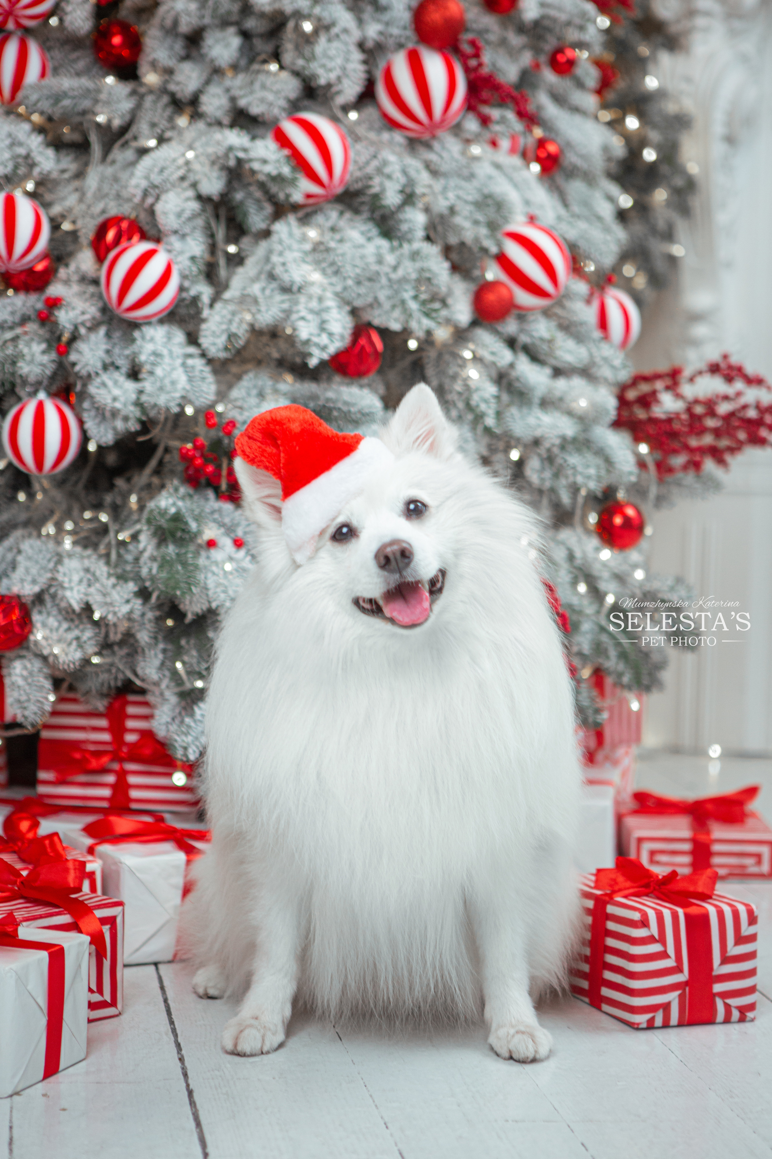 Dogs. Pets and people photographer Kateryna Mumzhynska