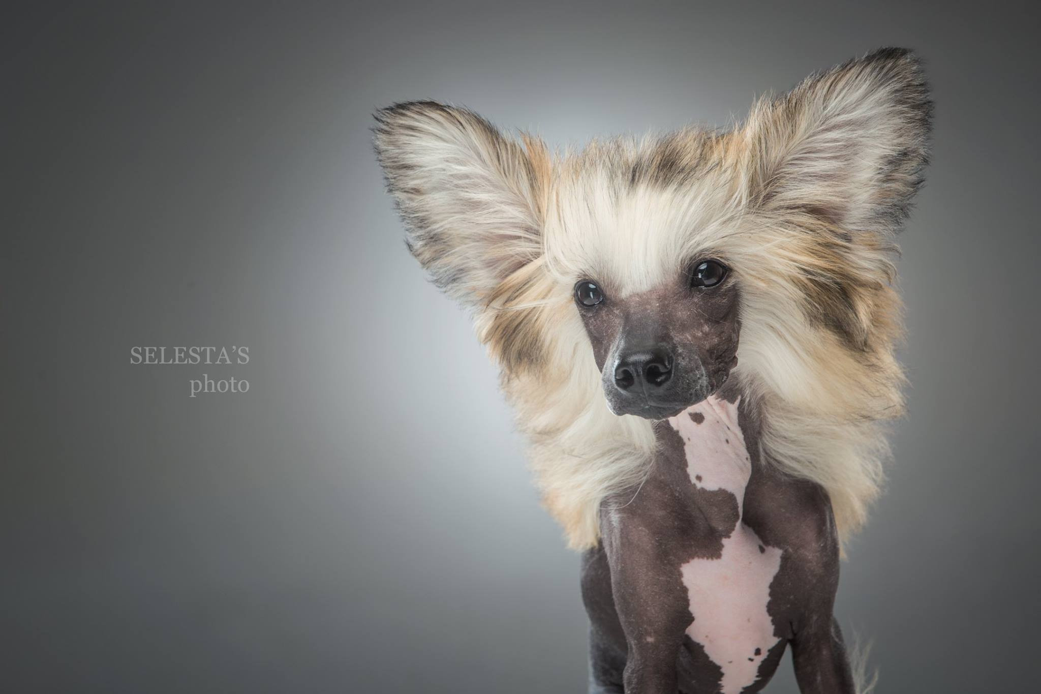 Pupies. Pets and people photographer Kateryna Mumzhynska