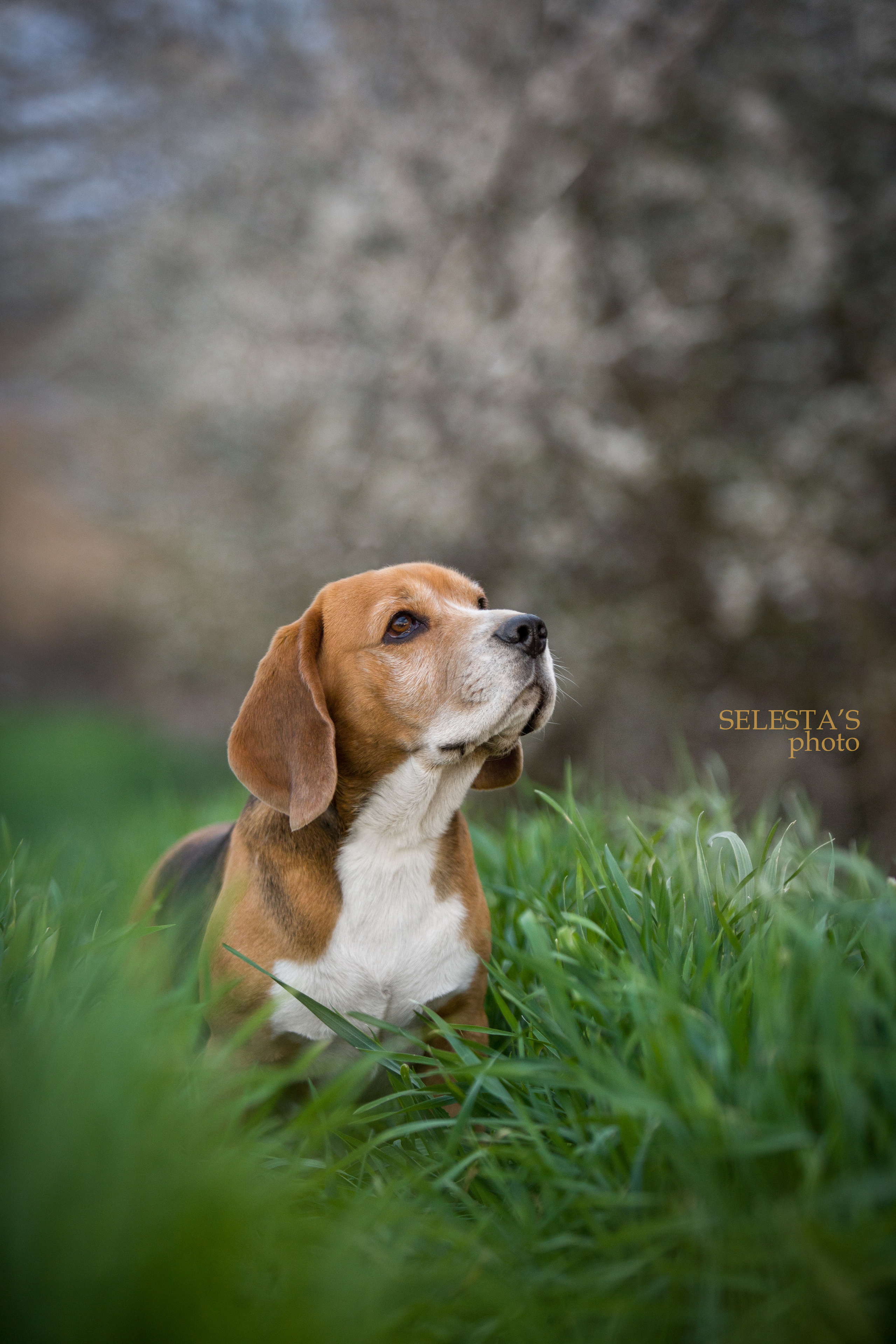 Dogs. Pets and people photographer Kateryna Mumzhynska