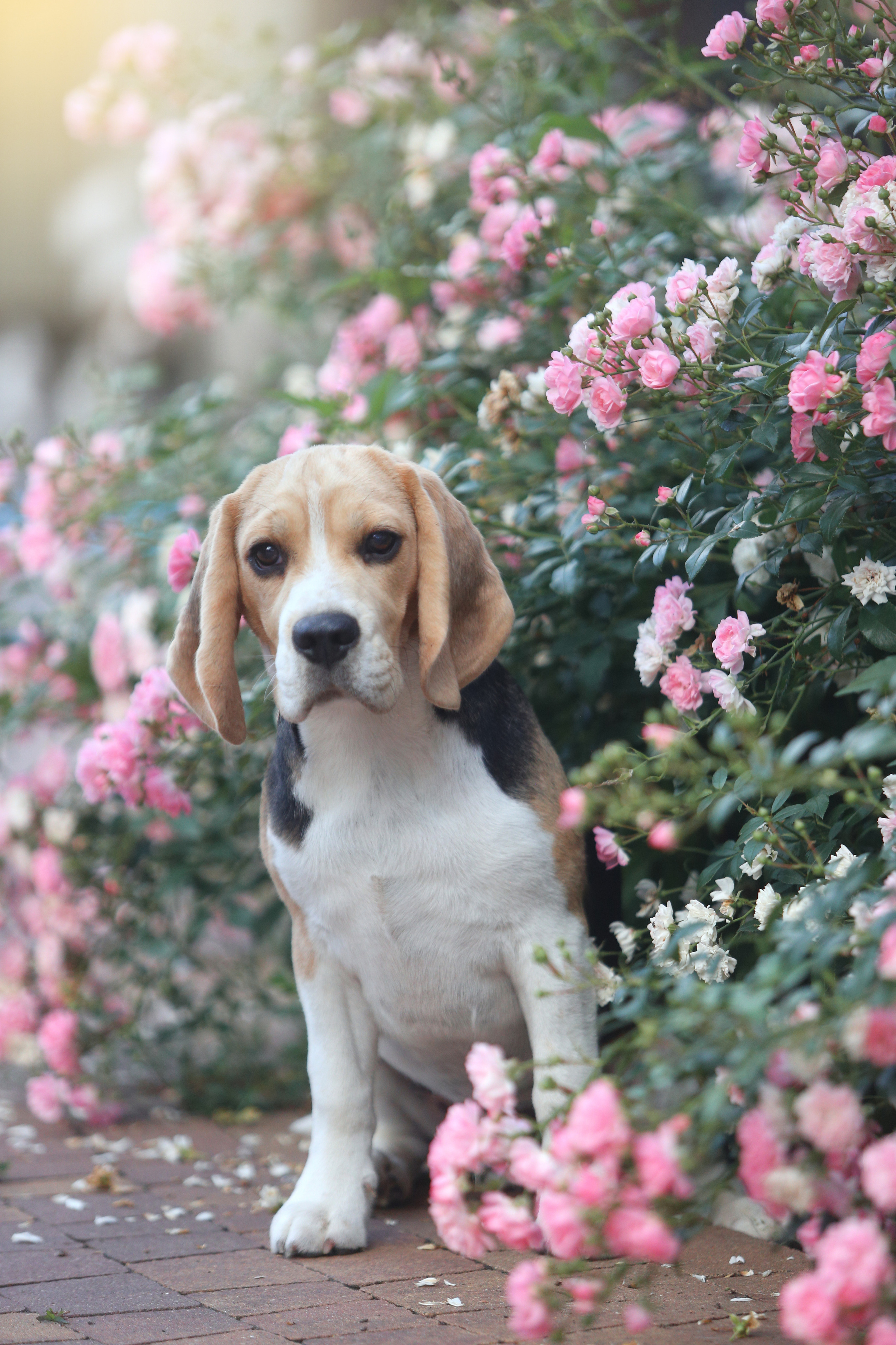 Dogs. Pets and people photographer Kateryna Mumzhynska