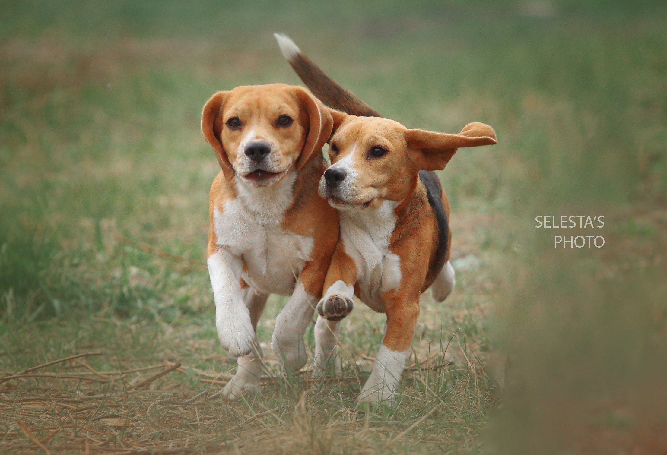 Motion. Pets and people photographer Kateryna Mumzhynska