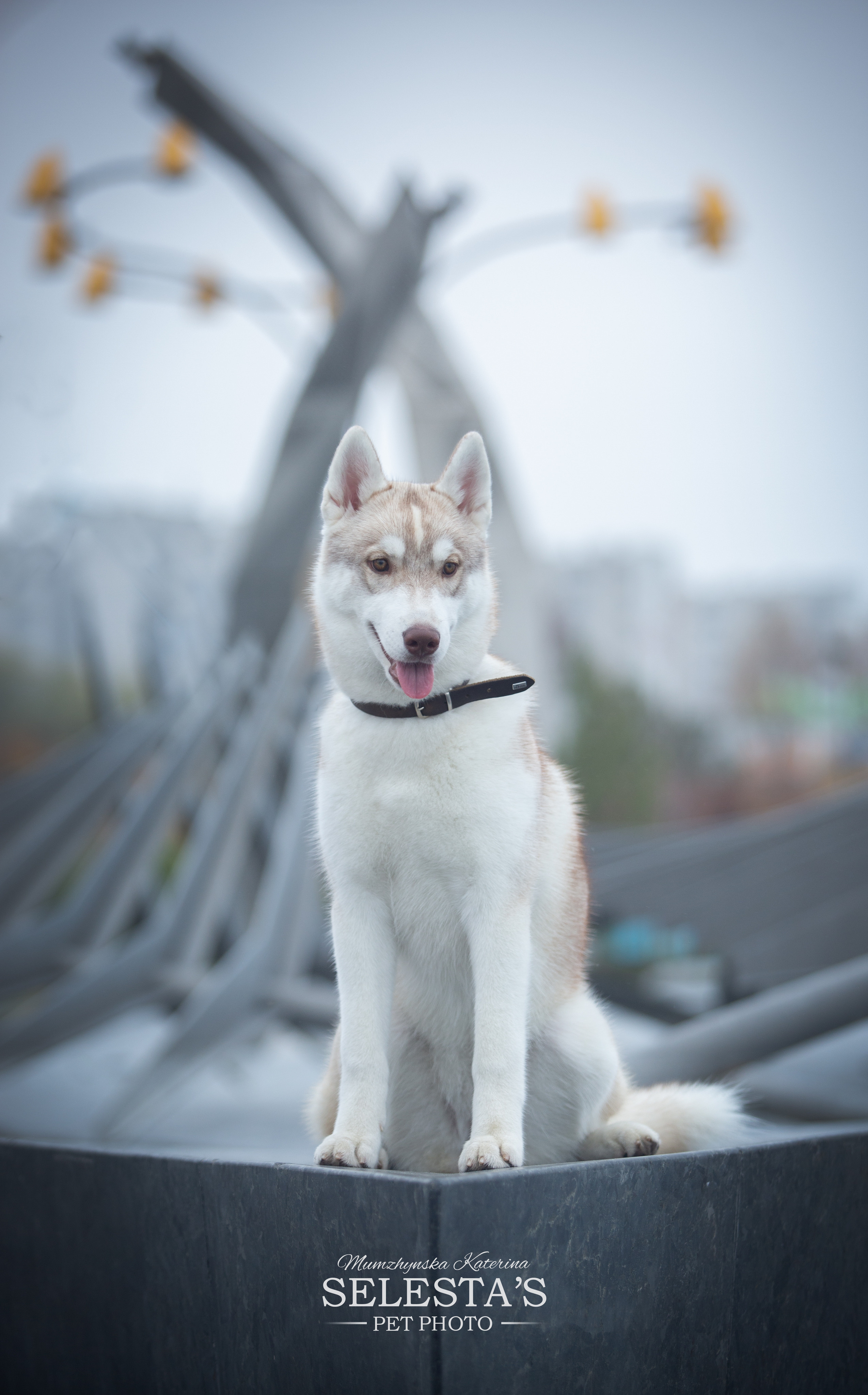 Dogs. Pets and people photographer Kateryna Mumzhynska