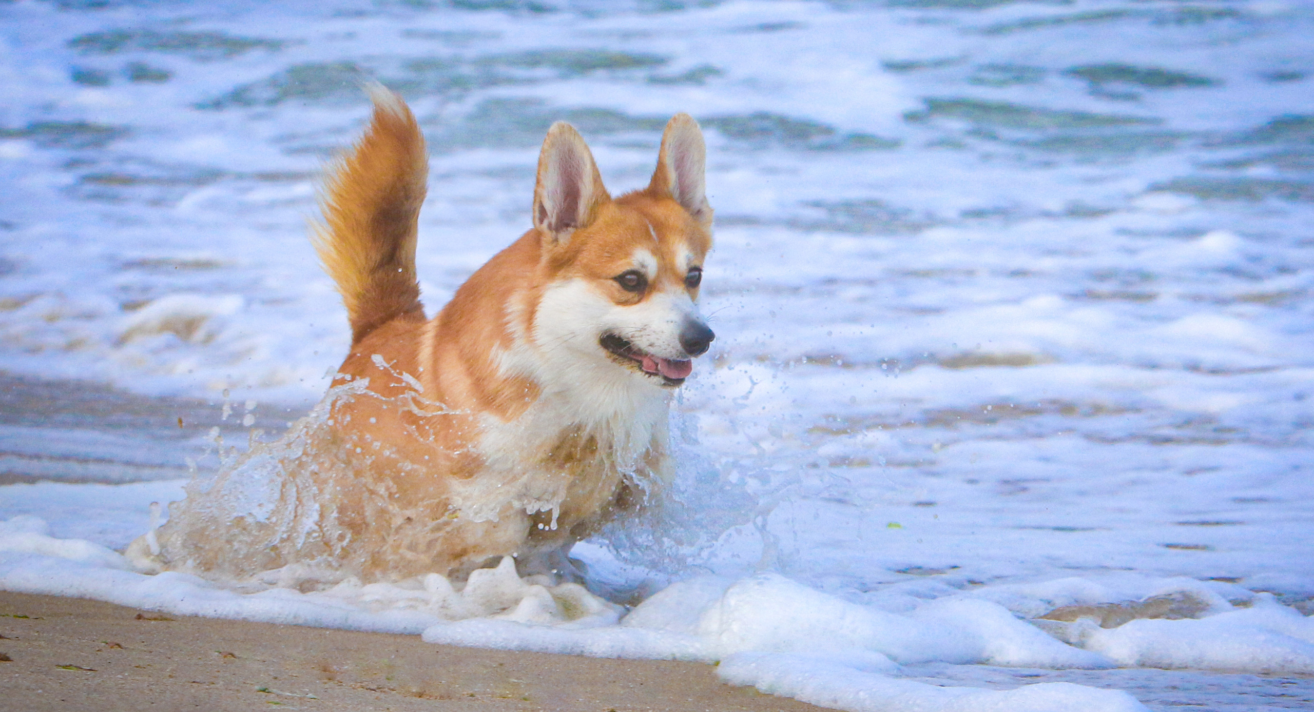 Motion. Pets and people photographer Kateryna Mumzhynska