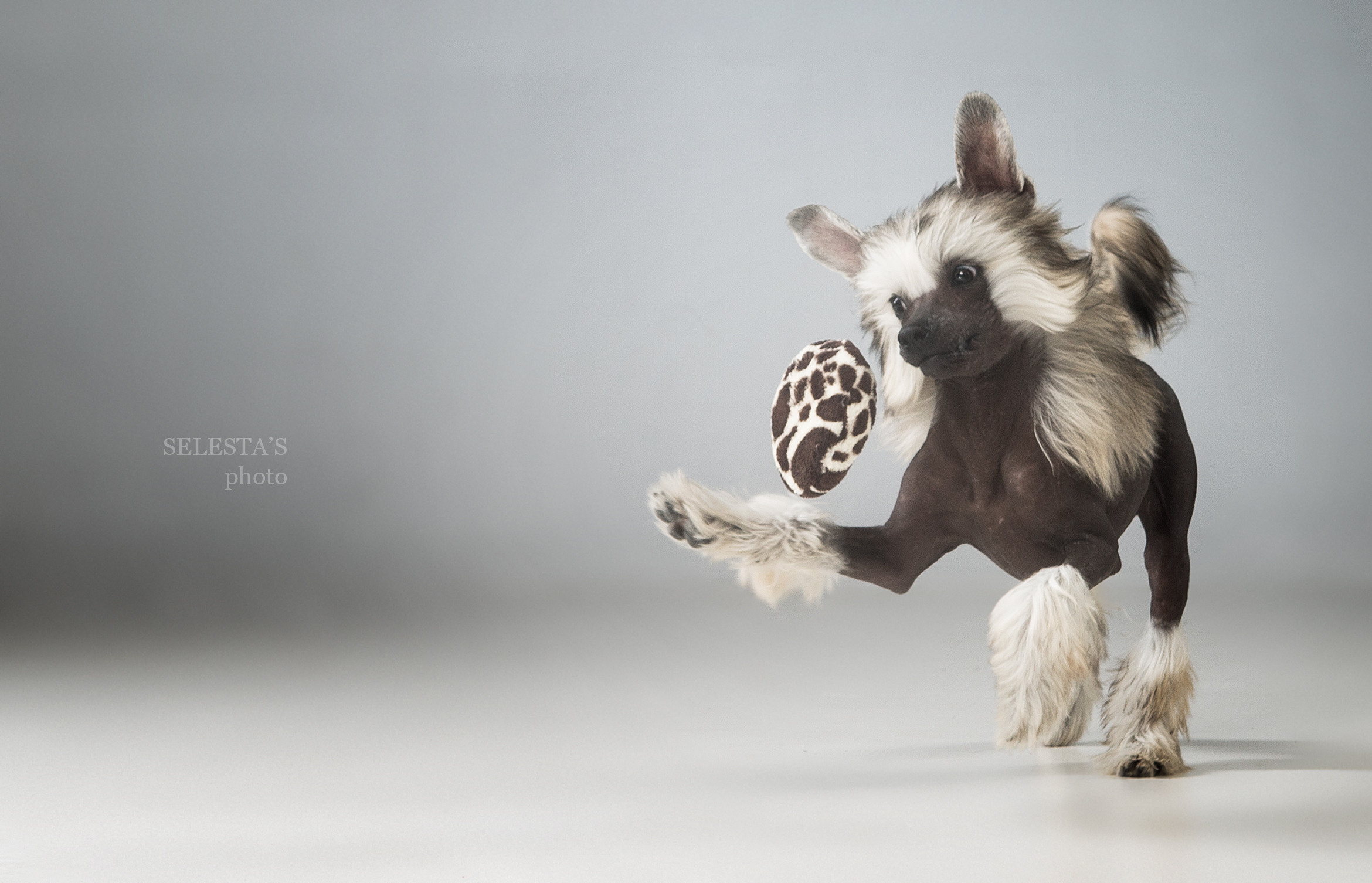 Pupies. Pets and people photographer Kateryna Mumzhynska