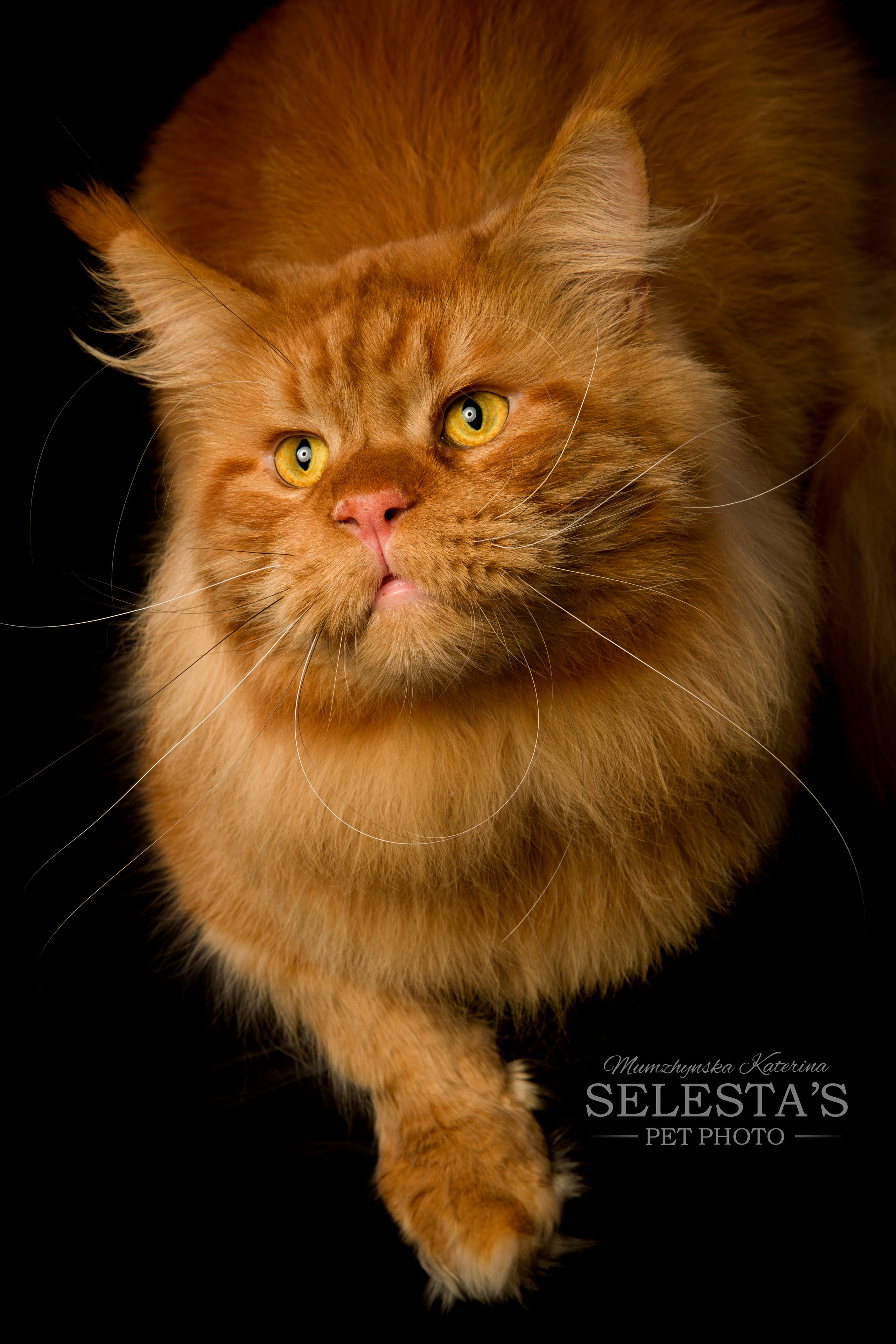 Cats. Pets and people photographer Kateryna Mumzhynska