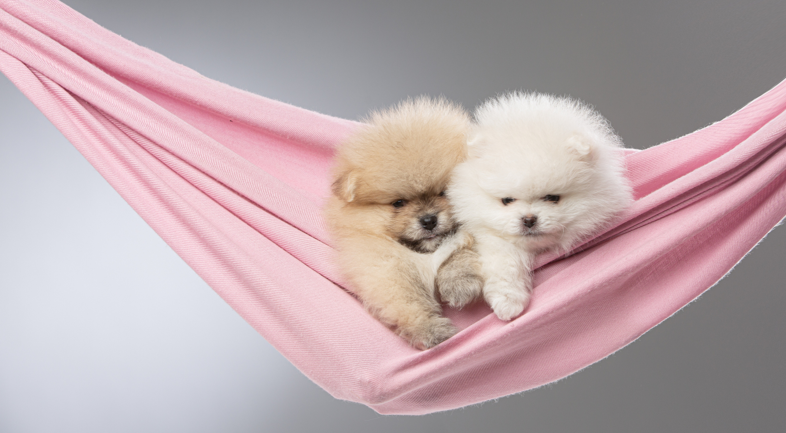 Pupies. Pets and people photographer Kateryna Mumzhynska