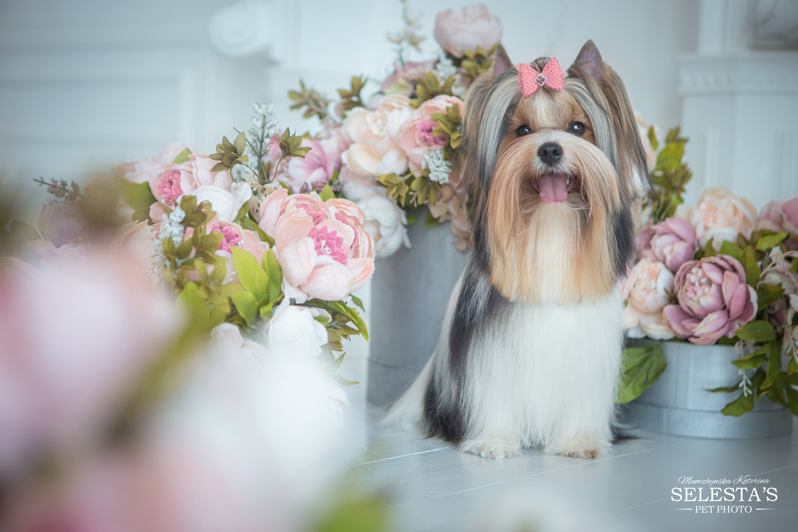 Dogs. Pets and people photographer Kateryna Mumzhynska